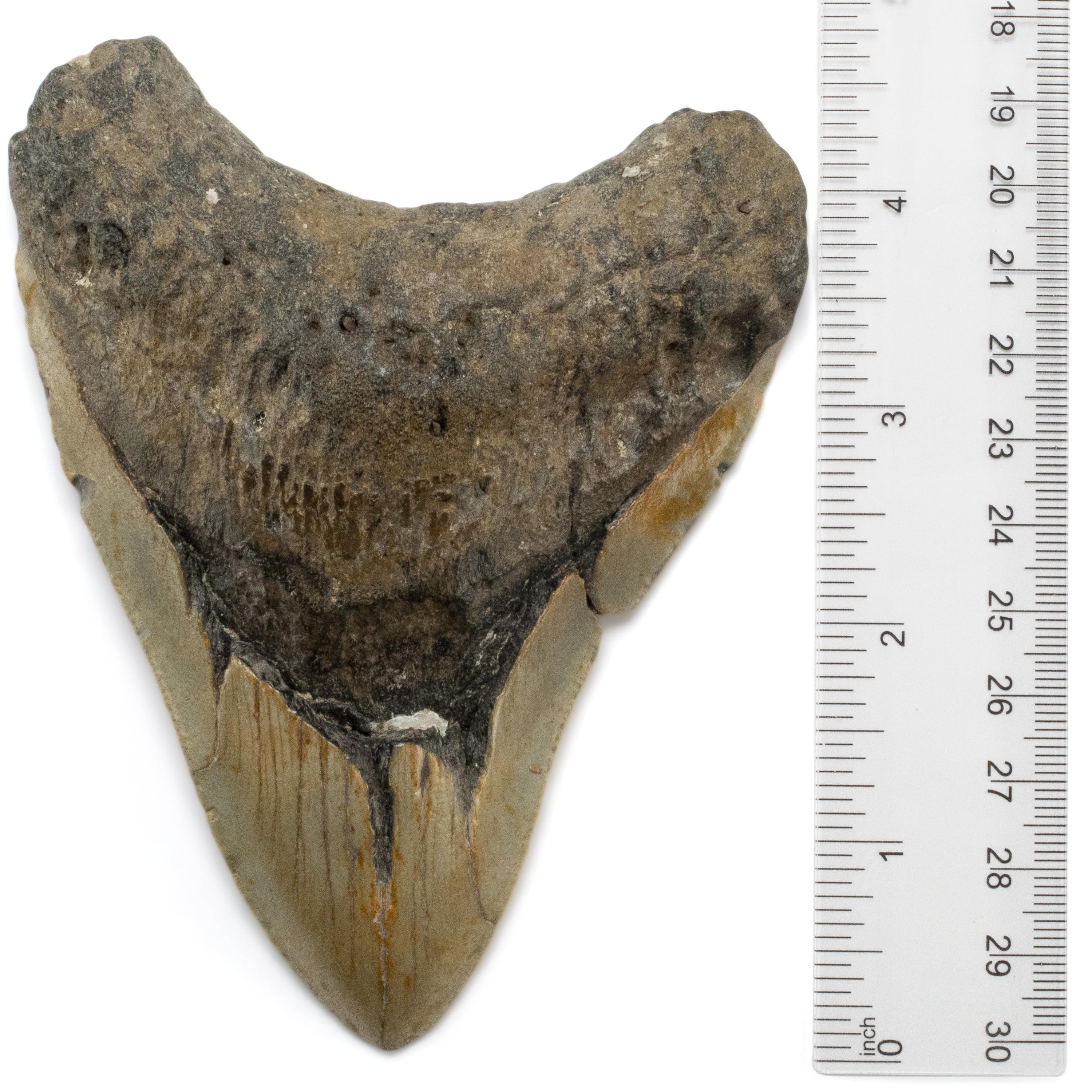 Kalifano Megalodon Teeth Megalodon Tooth from South Carolina - 4.7" ST2000.067