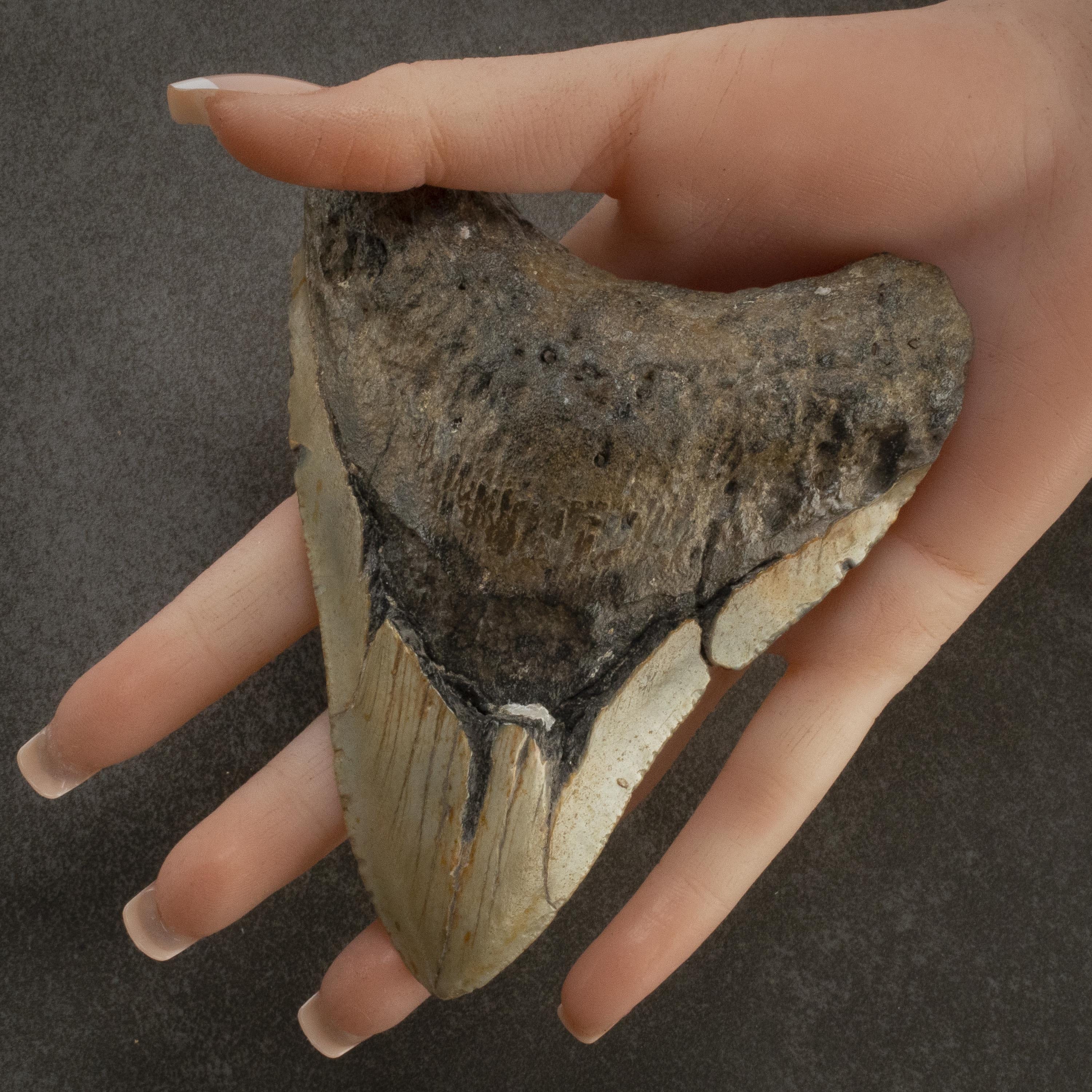 Kalifano Megalodon Teeth Megalodon Tooth from South Carolina - 4.7" ST2000.067