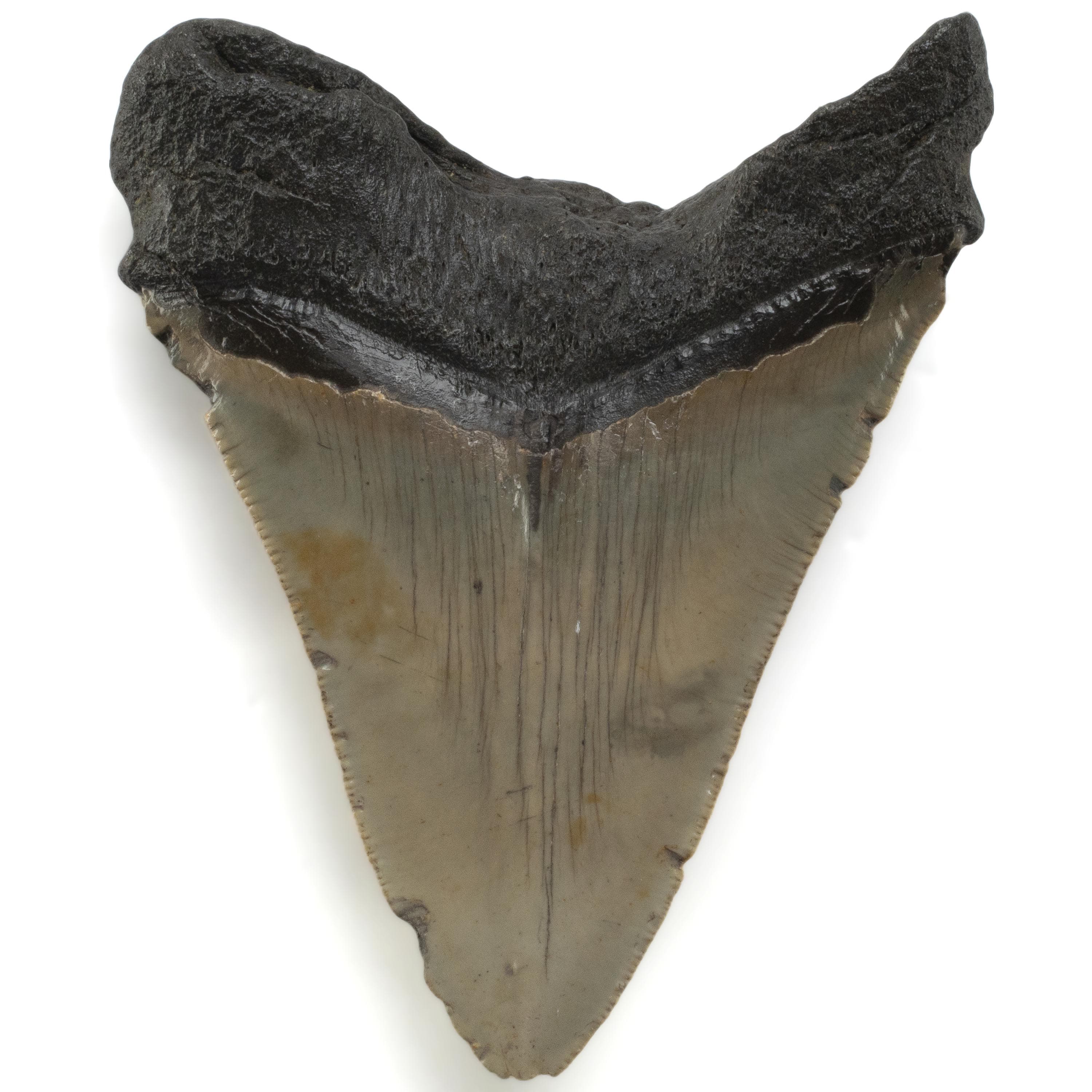 Kalifano Megalodon Teeth Megalodon Tooth from South Carolina - 4.7" ST3200.019