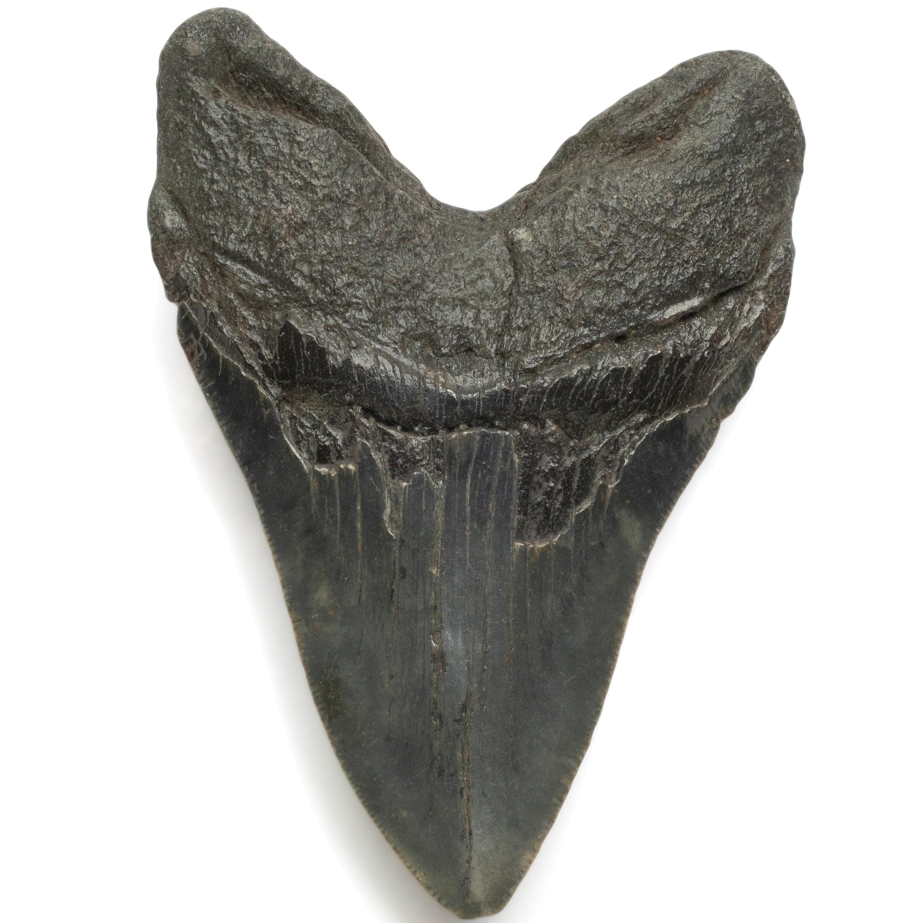 Kalifano Megalodon Teeth Megalodon Tooth from South Carolina - 4.8" ST1400.074