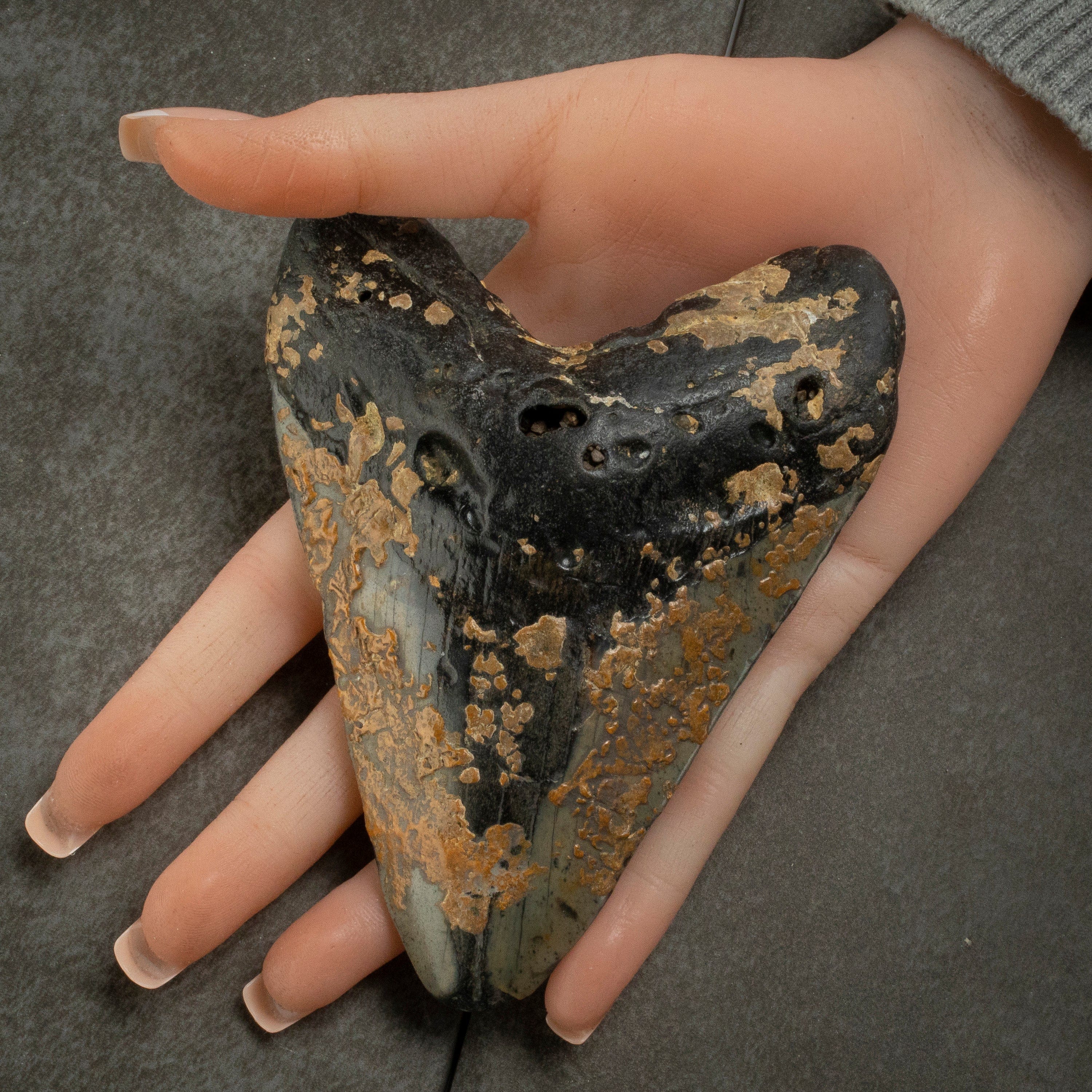 Kalifano Megalodon Teeth Megalodon Tooth from South Carolina - 4.8" ST1800.015