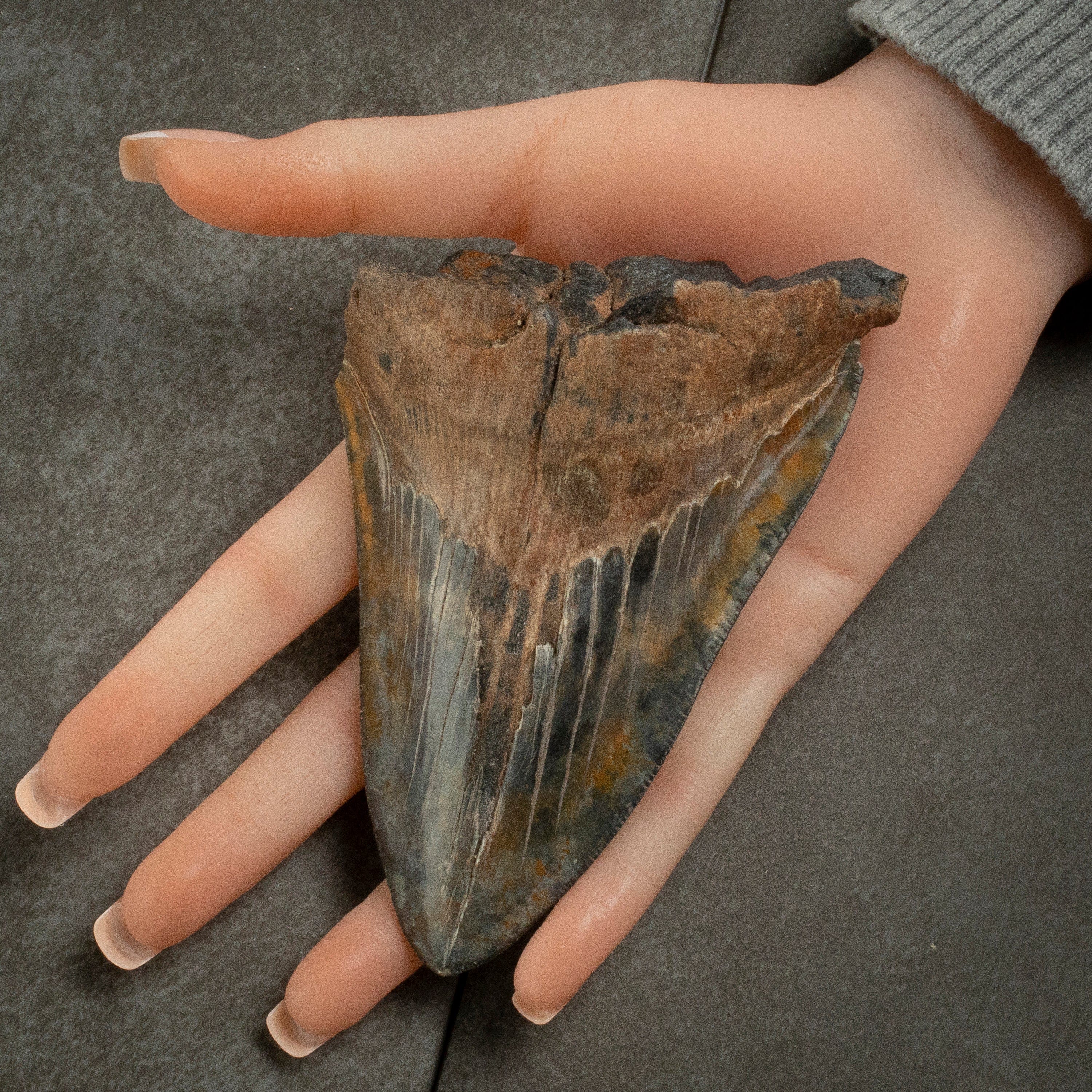 Kalifano Megalodon Teeth Megalodon Tooth from South Carolina - 4.8" ST1900.002