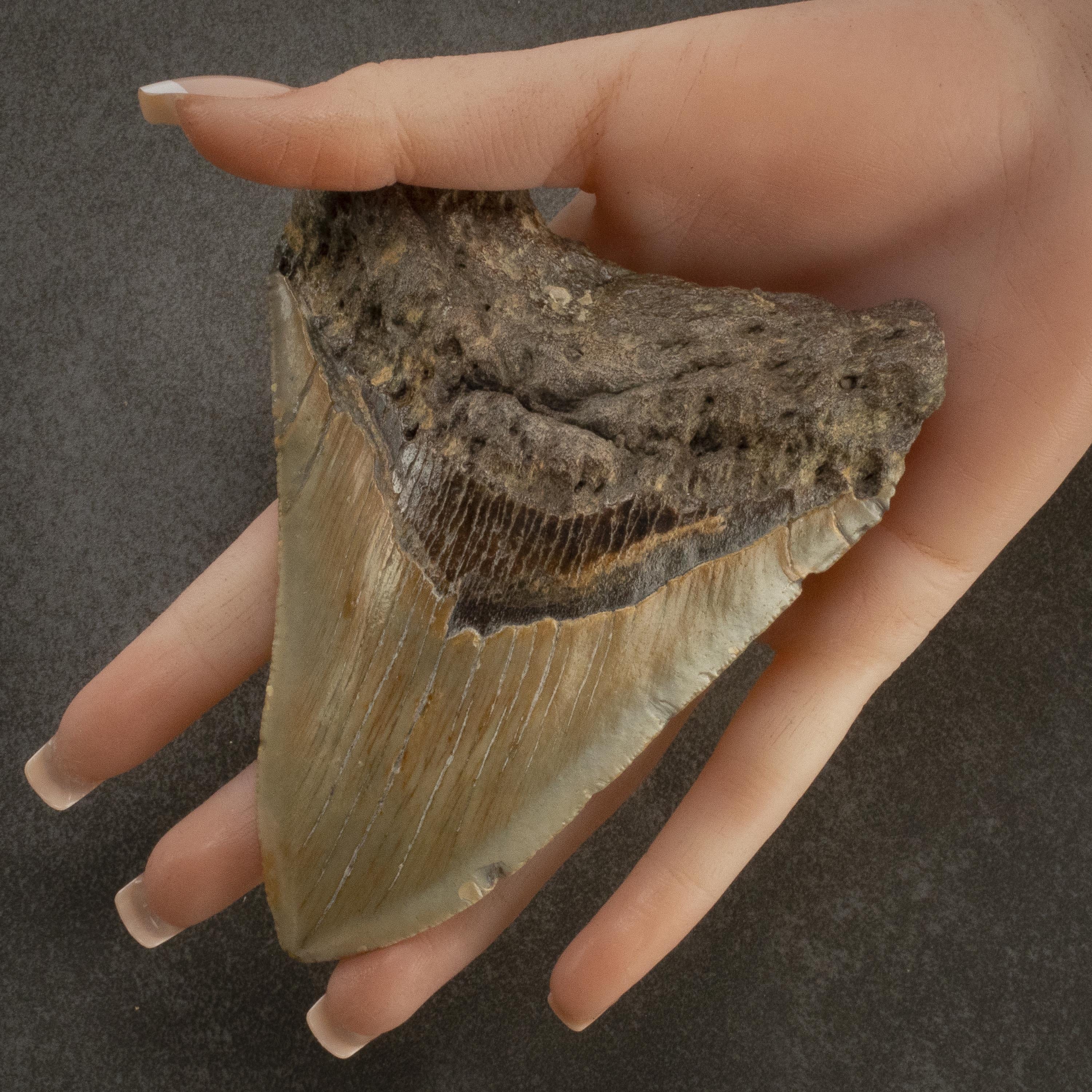 Kalifano Megalodon Teeth Megalodon Tooth from South Carolina - 4.8" ST2000.085
