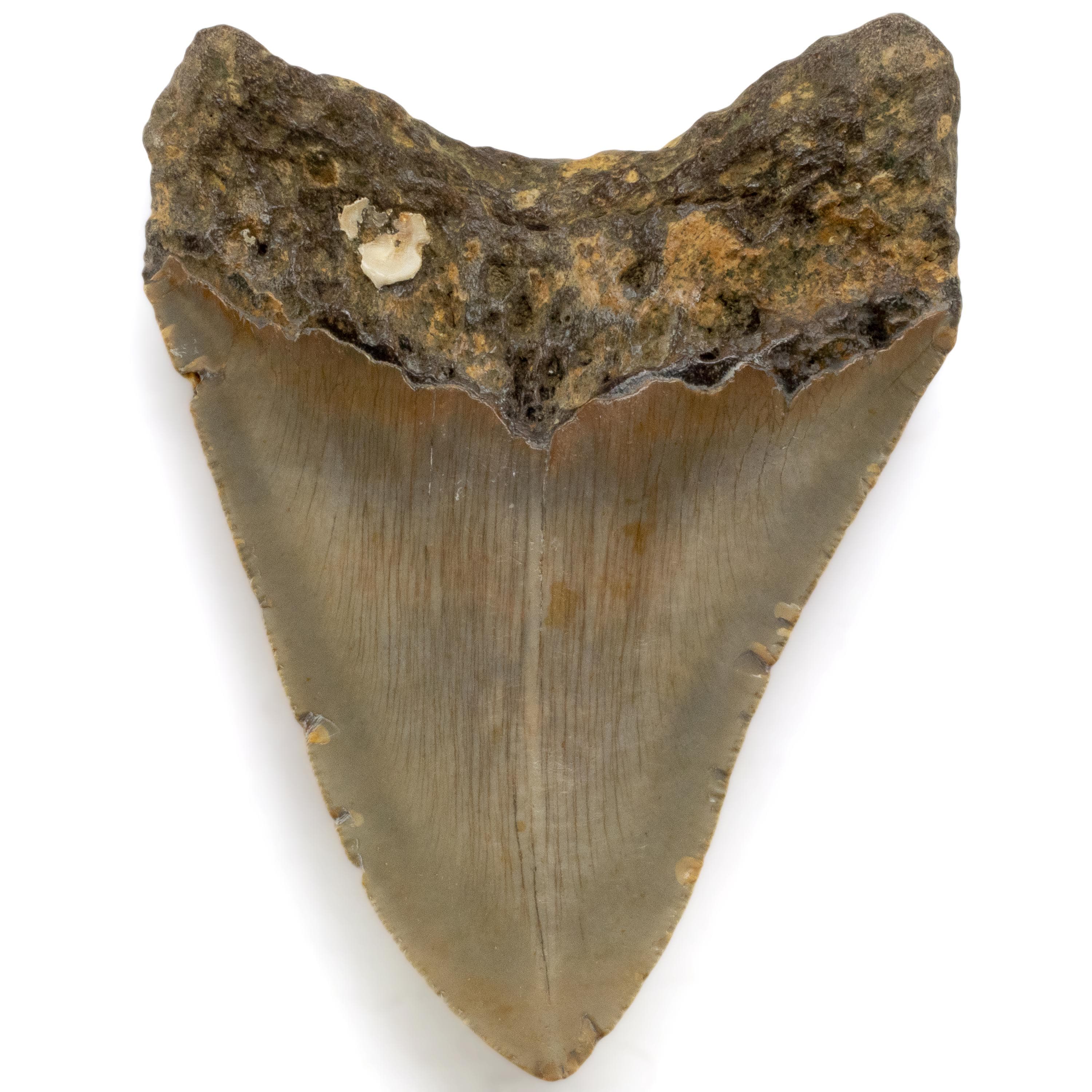 Kalifano Megalodon Teeth Megalodon Tooth from South Carolina - 4.8" ST2000.085