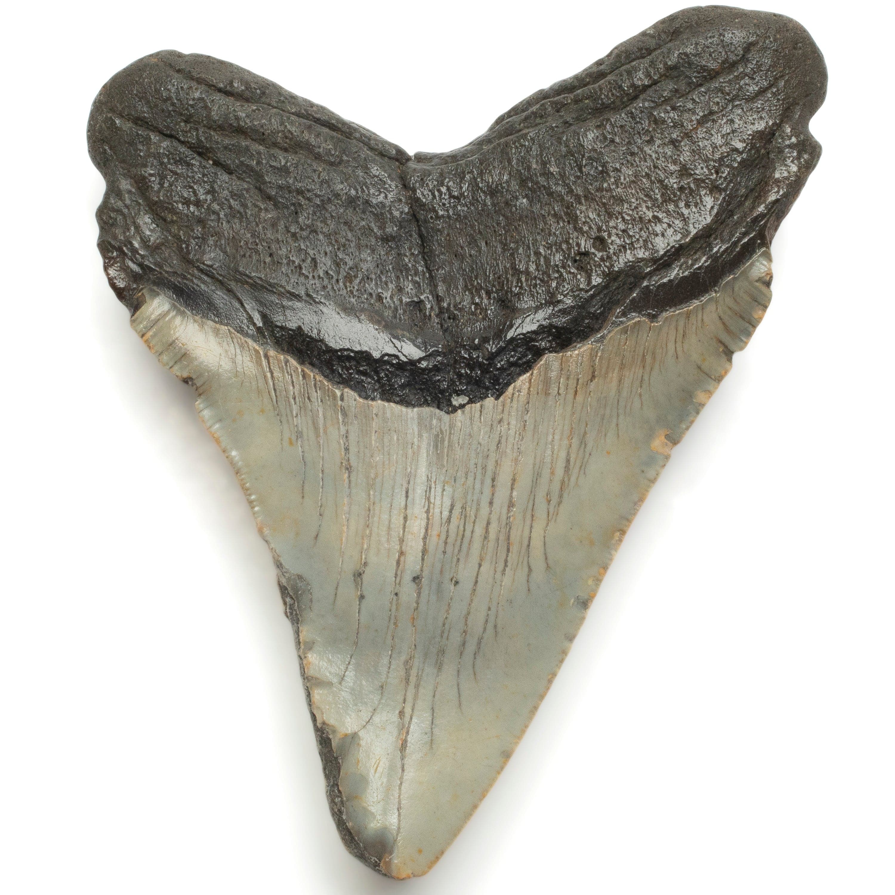 Kalifano Megalodon Teeth Megalodon Tooth from South Carolina - 4.9" ST1500.003