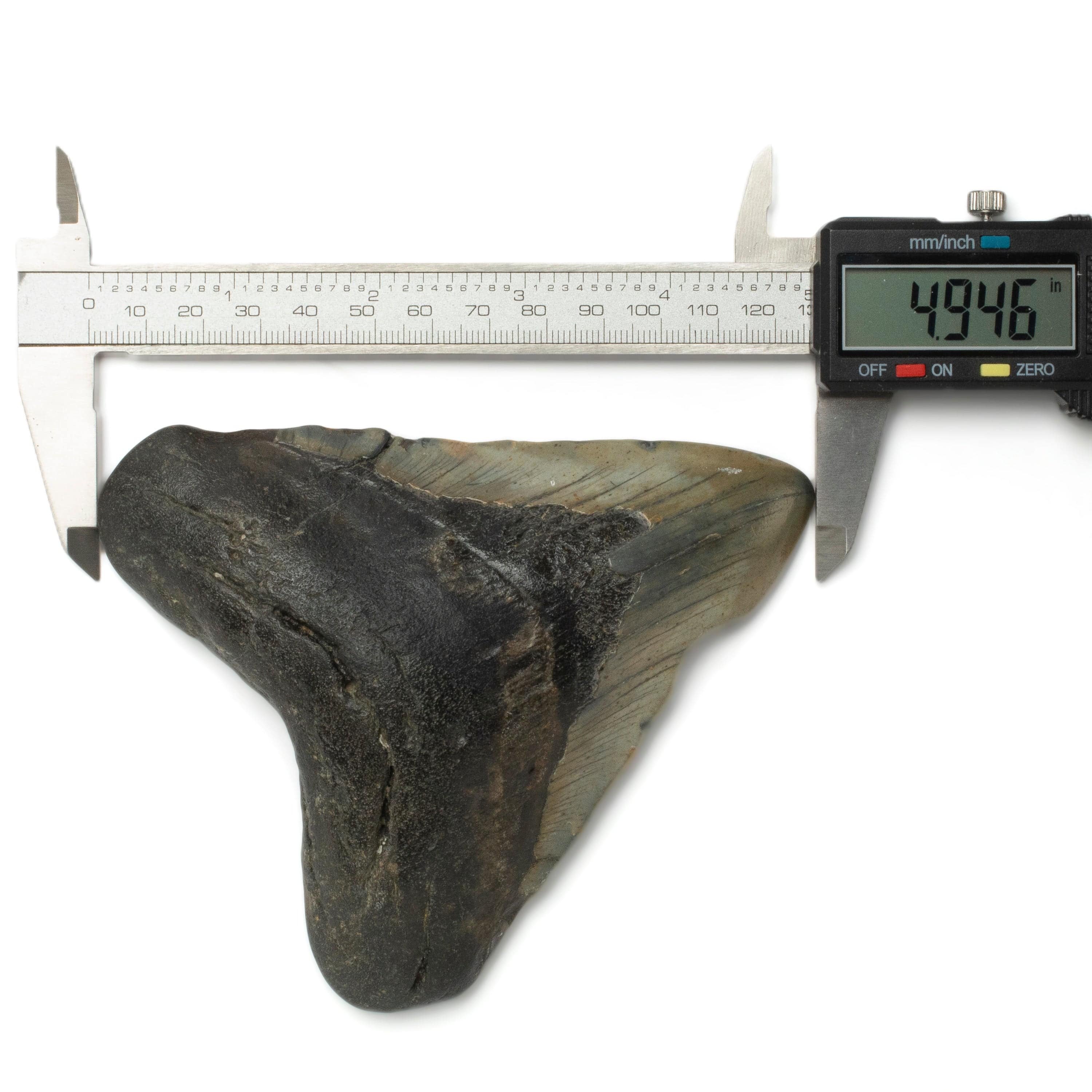 Kalifano Megalodon Teeth Megalodon Tooth from South Carolina - 4.9" ST2100.001