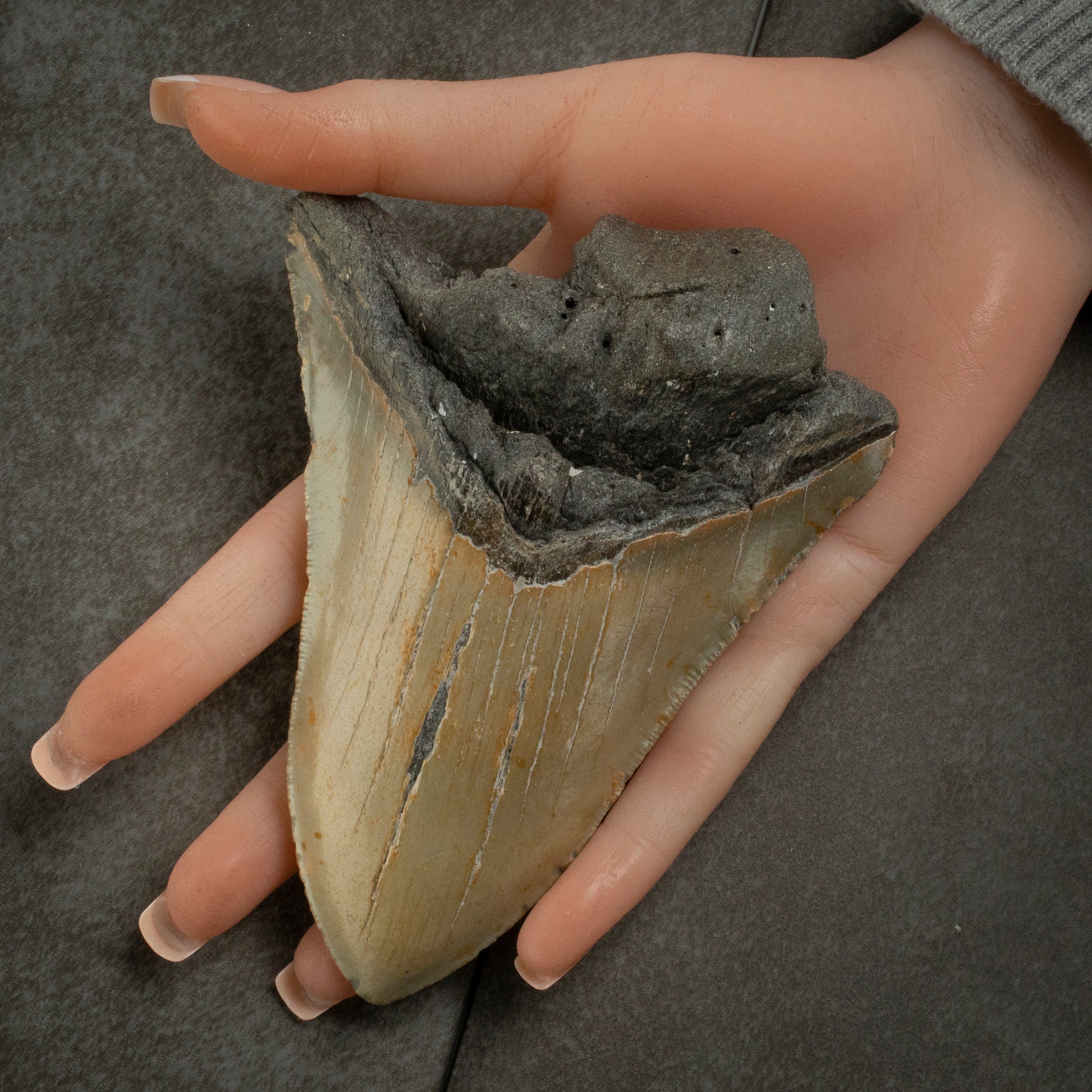 Kalifano Megalodon Teeth Megalodon Tooth from South Carolina - 4.9" ST2100.002