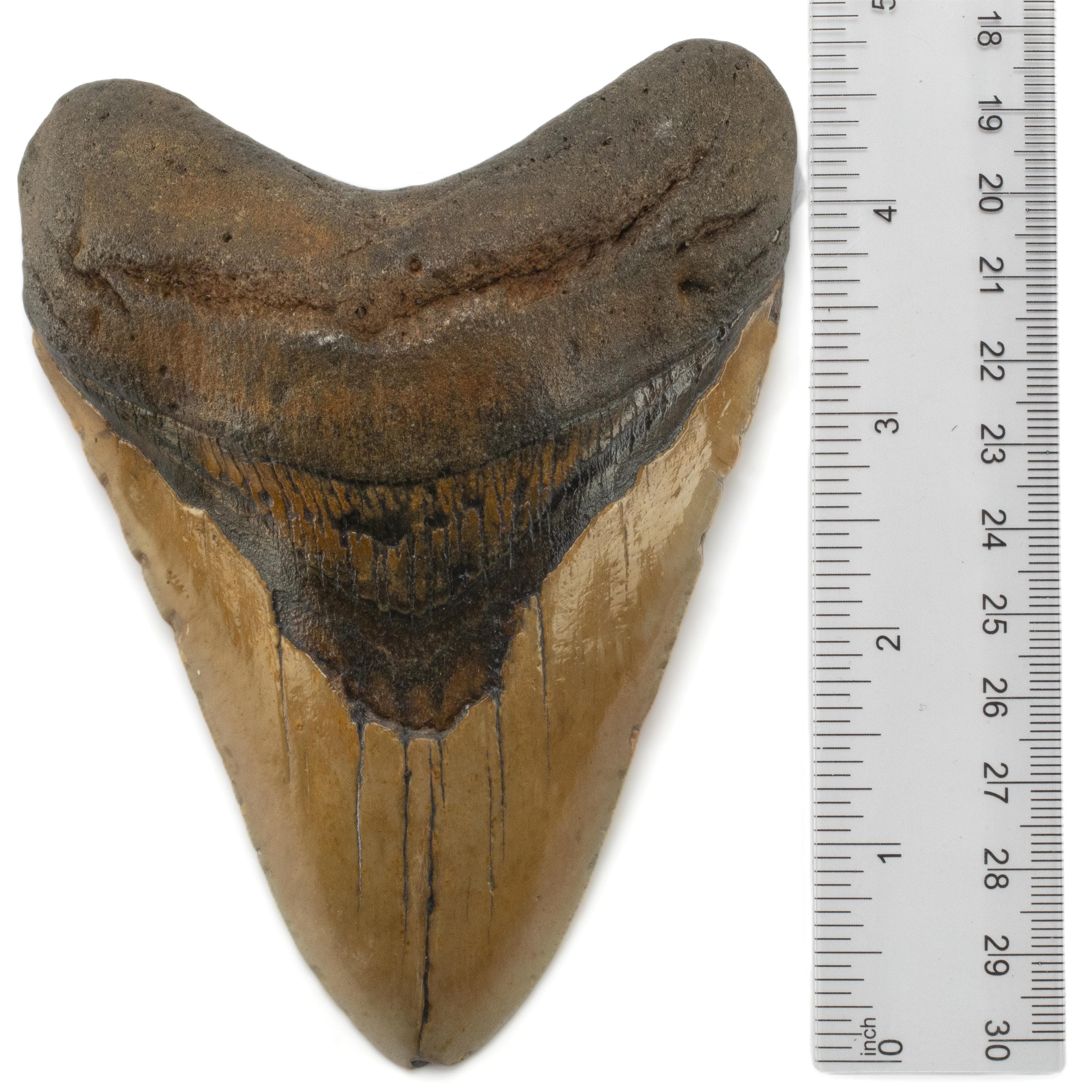 Kalifano Megalodon Teeth Megalodon Tooth from South Carolina - 4.9" ST3200.014
