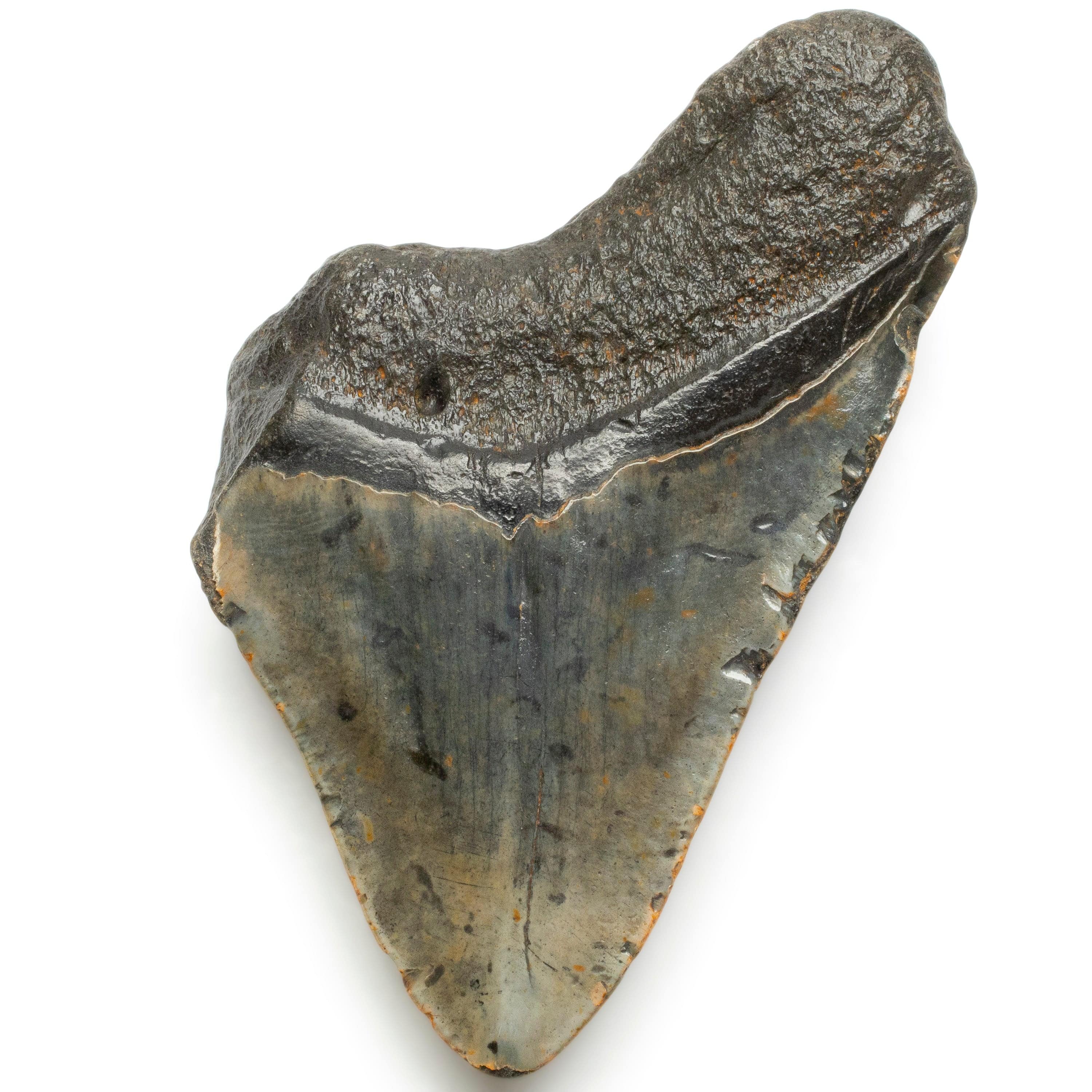 Kalifano Megalodon Teeth Megalodon Tooth from South Carolina - 5.0" ST1700.004
