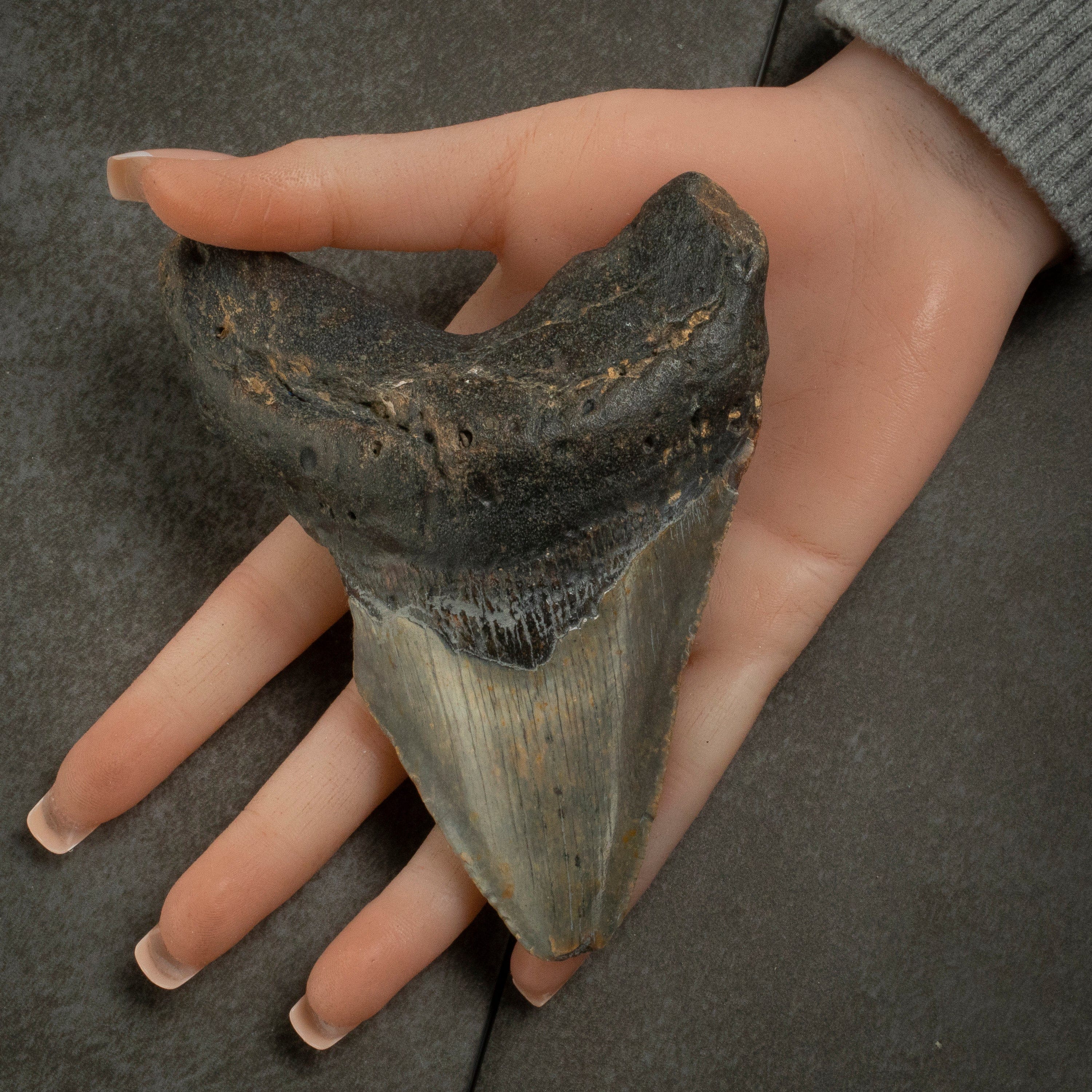 Kalifano Megalodon Teeth Megalodon Tooth from South Carolina - 5.0" ST1900.001