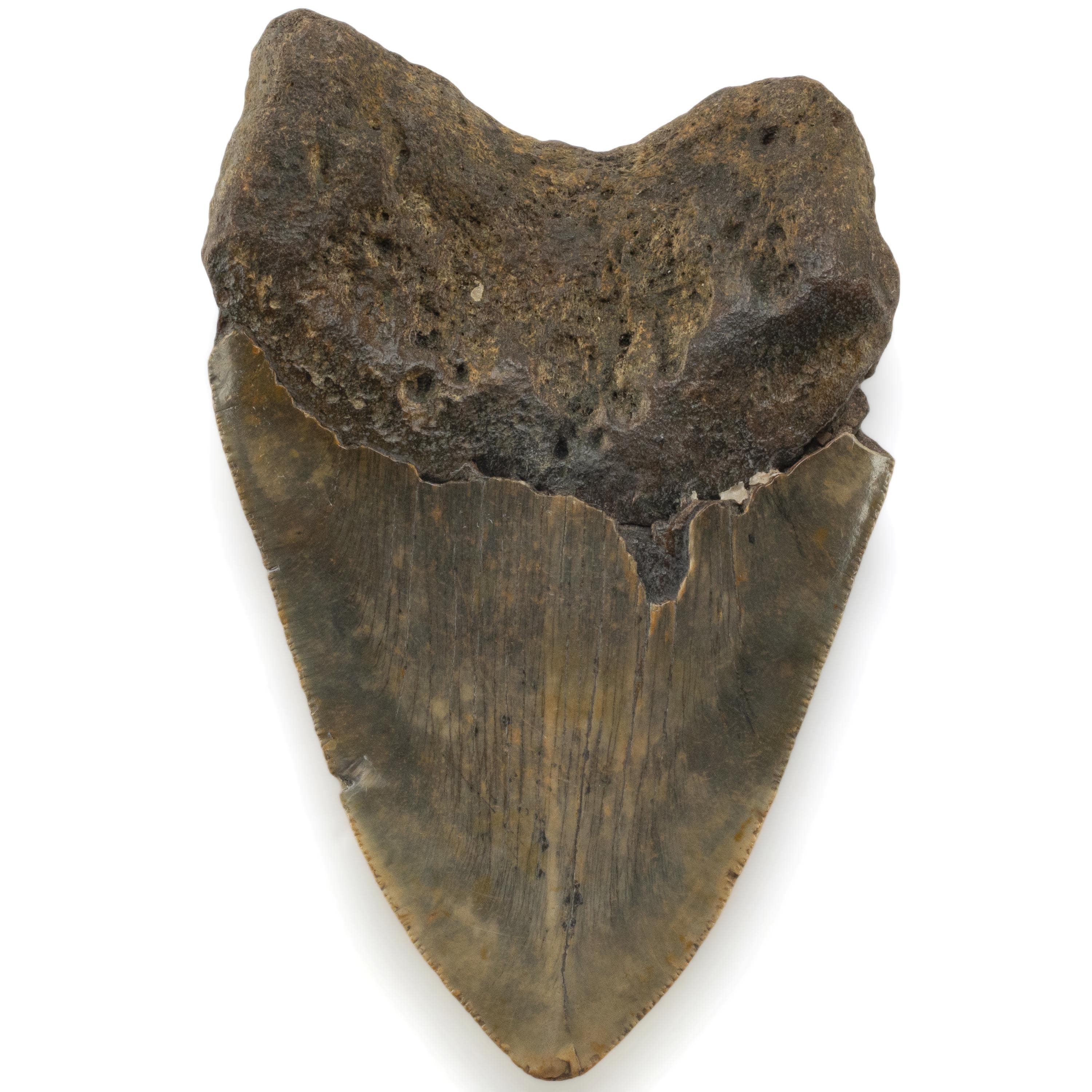 Kalifano Megalodon Teeth Megalodon Tooth from South Carolina - 5.1" ST3200.022