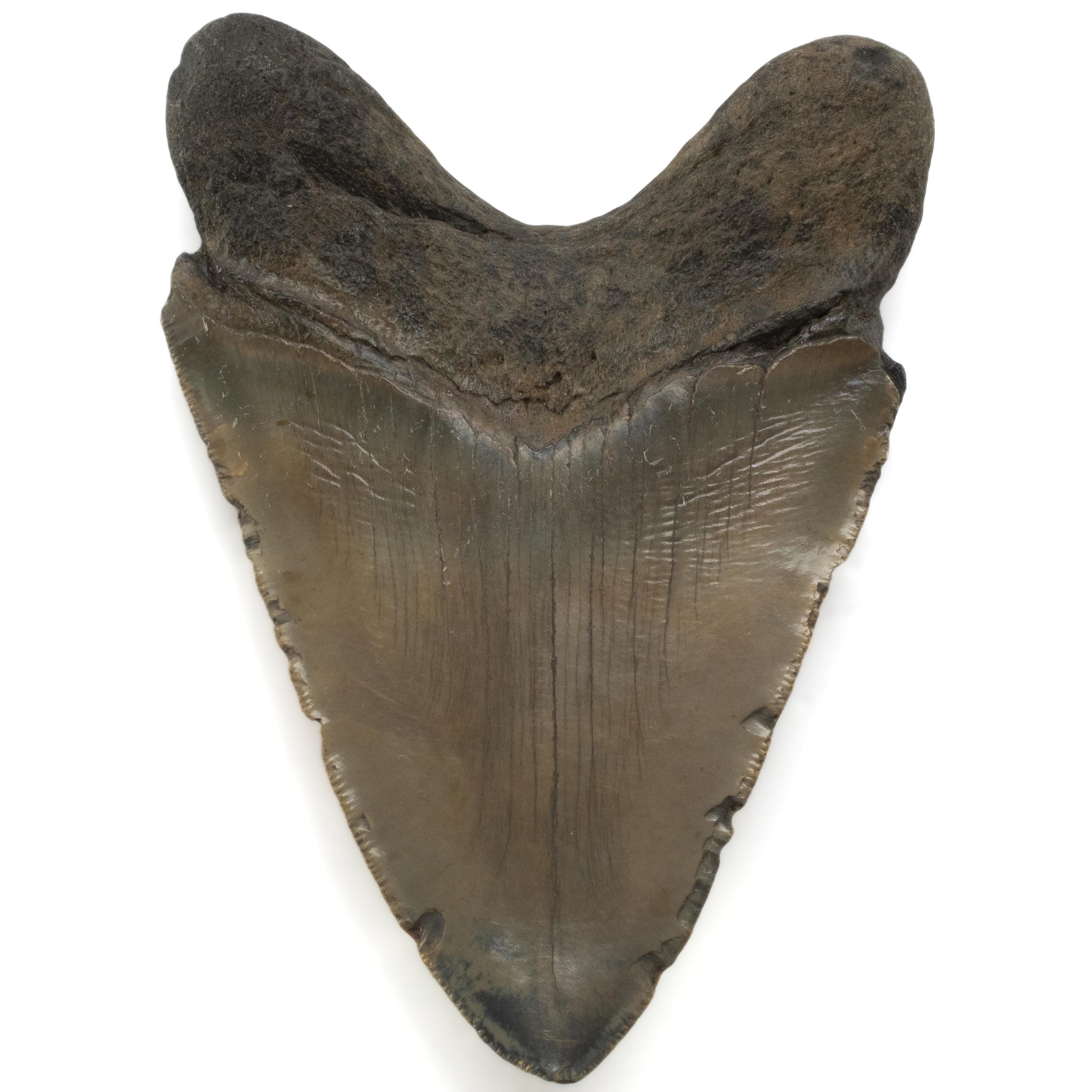Kalifano Megalodon Teeth Megalodon Tooth from South Carolina - 5.1" ST3200.023