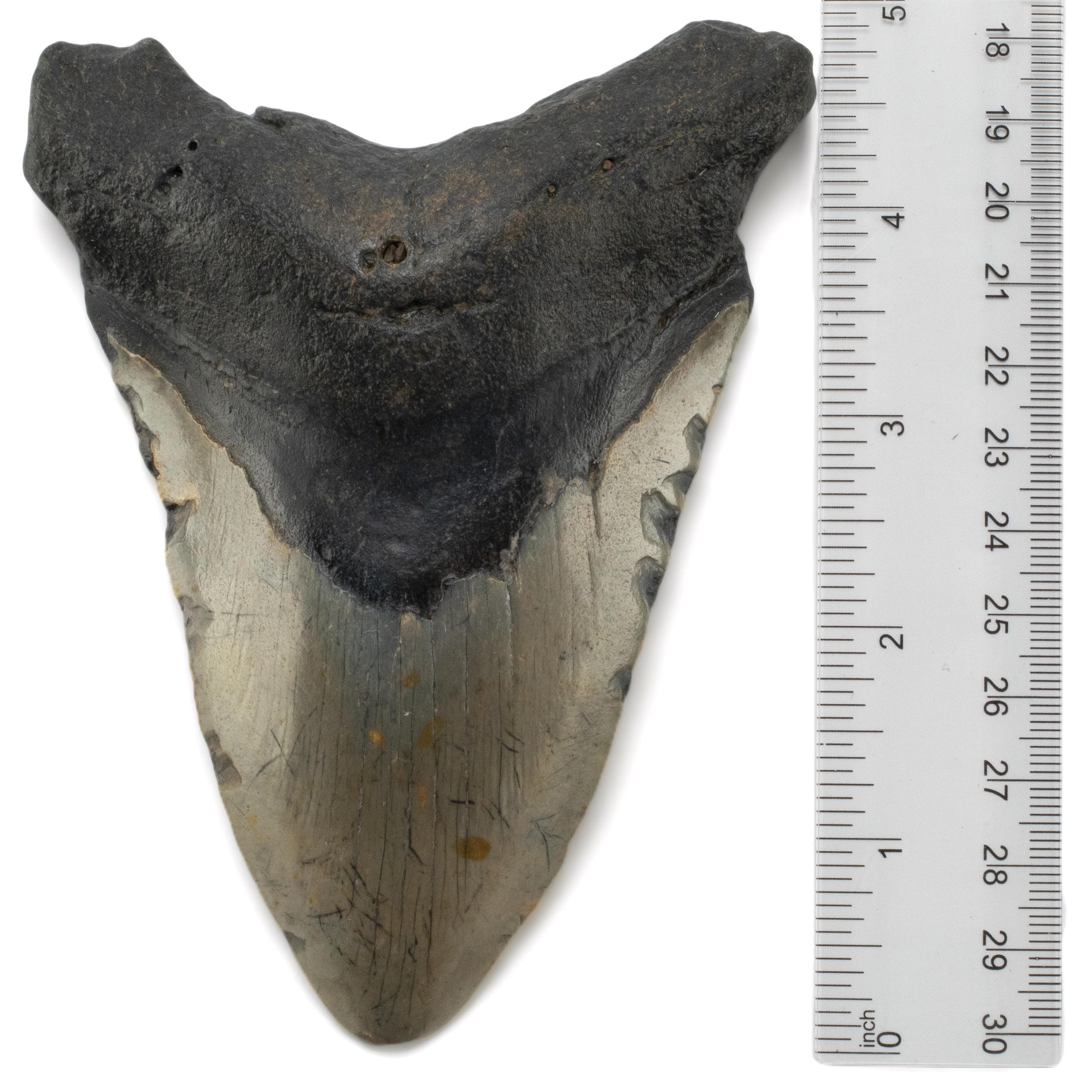 Kalifano Megalodon Teeth Megalodon Tooth from South Carolina - 5.1" ST3200.025