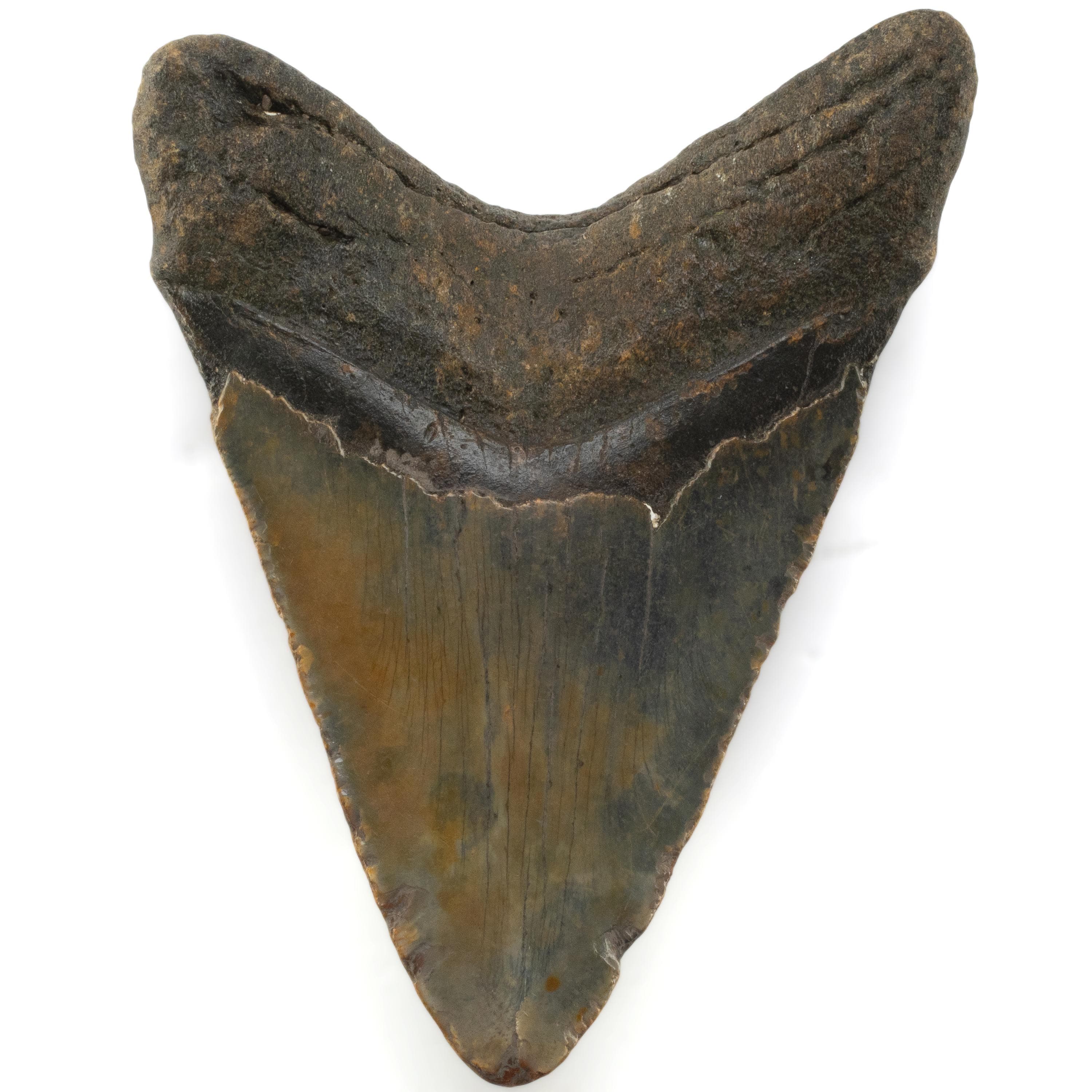 Kalifano Megalodon Teeth Megalodon Tooth from South Carolina - 5.18" ST3200.018