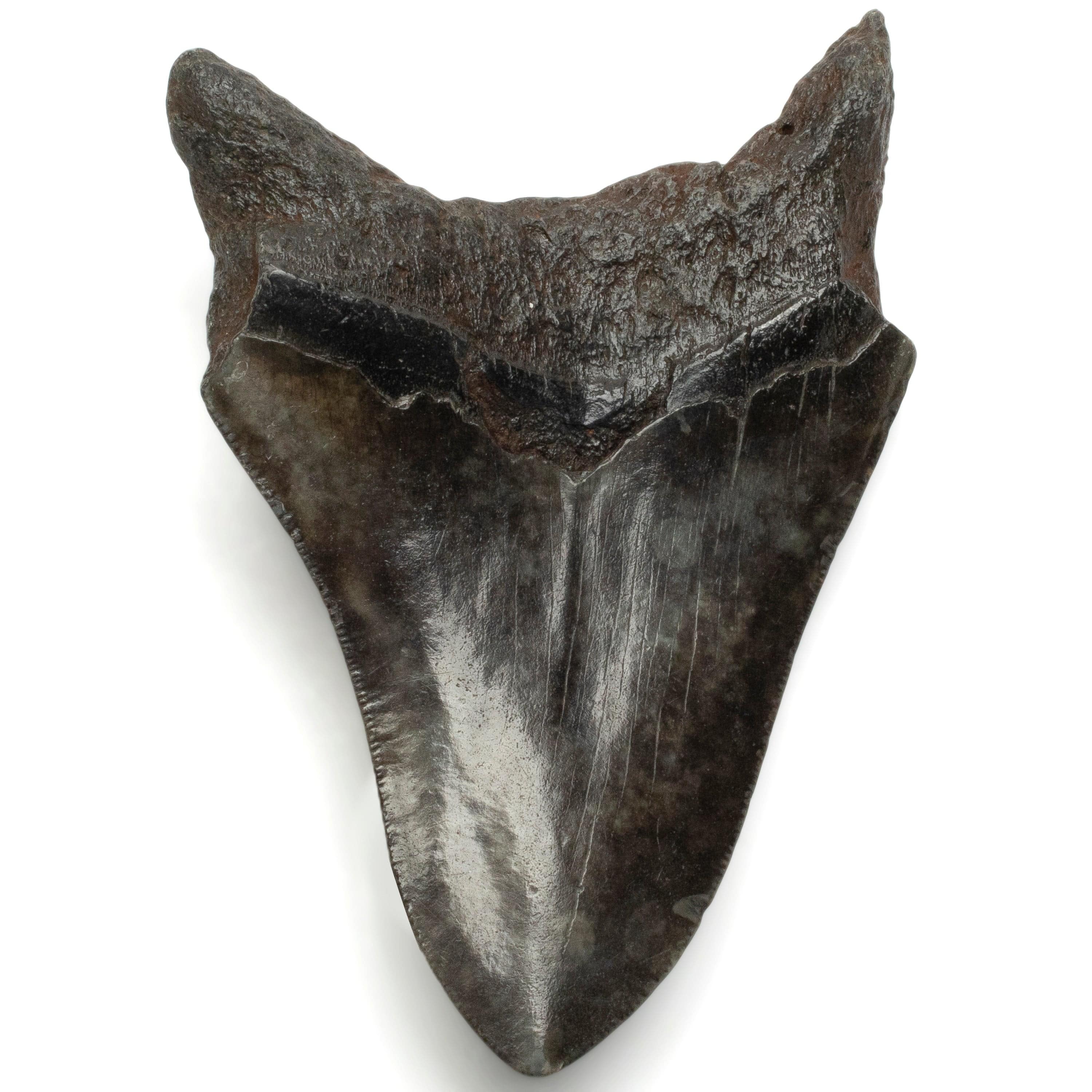 Kalifano Megalodon Teeth Megalodon Tooth from South Carolina - 5.2" ST1400.075