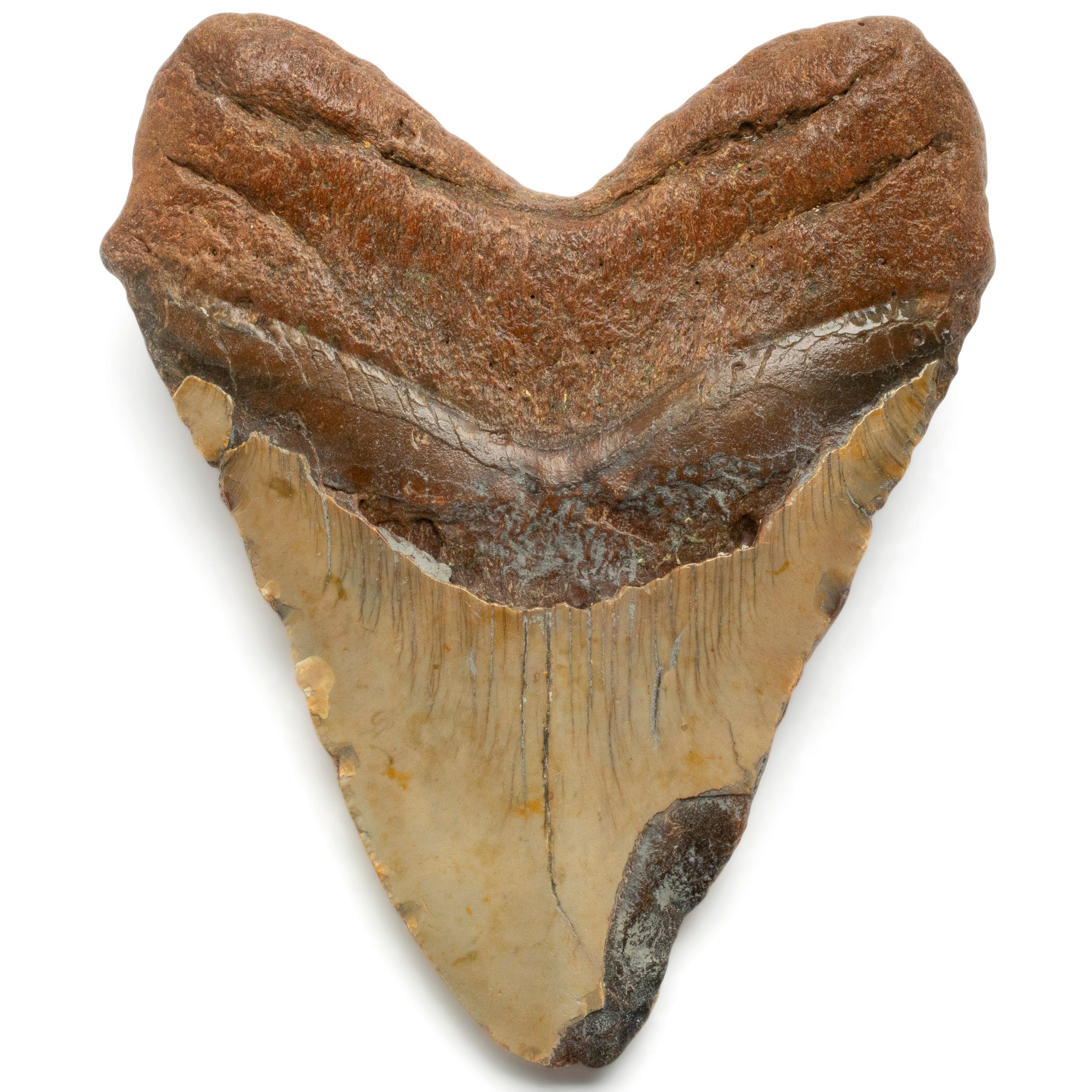 Kalifano Megalodon Teeth Megalodon Tooth from South Carolina - 5.2" ST1900.003