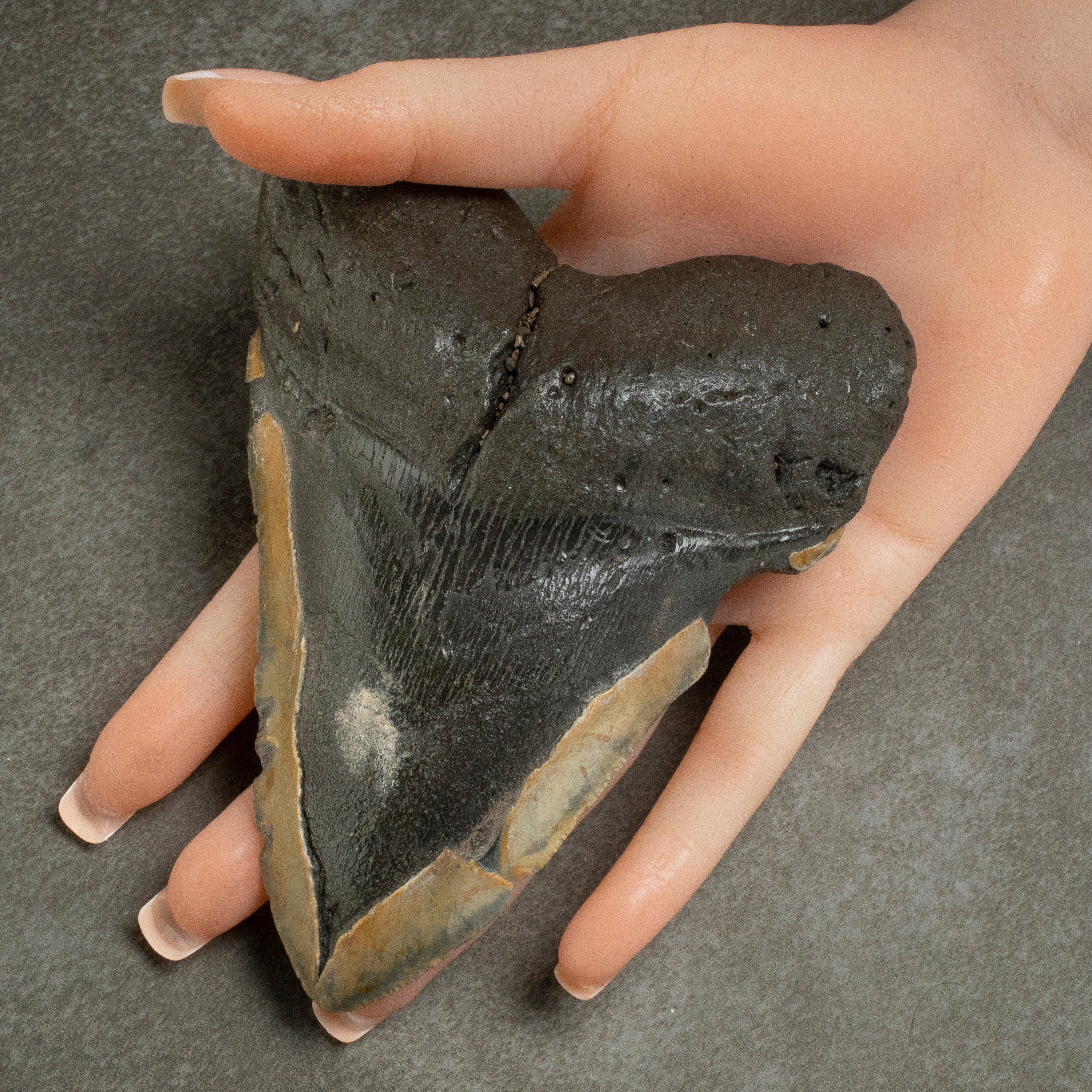 Kalifano Megalodon Teeth Megalodon Tooth from South Carolina - 5.2" ST1900.004