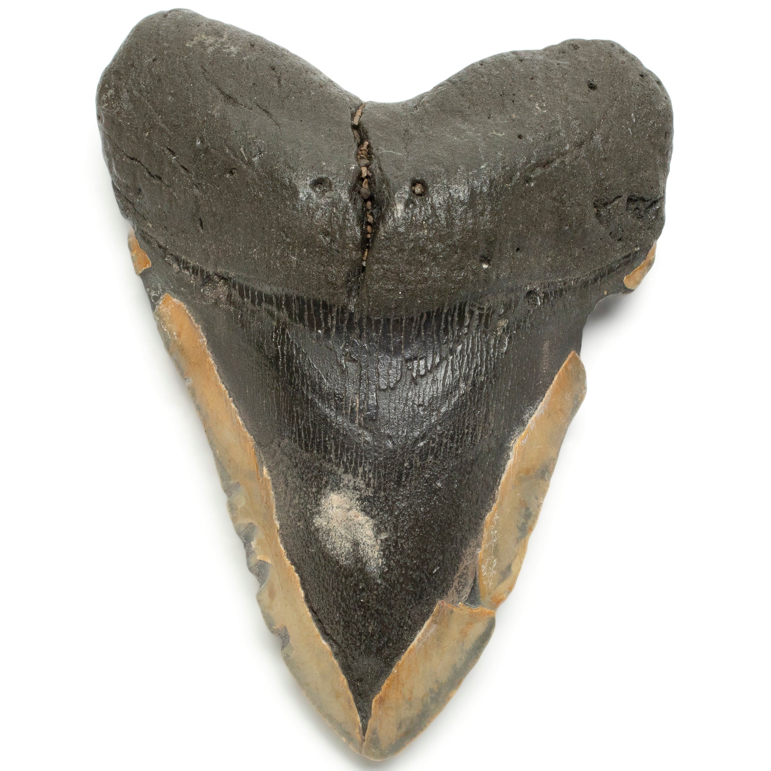 Kalifano Megalodon Teeth Megalodon Tooth from South Carolina - 5.2" ST1900.004