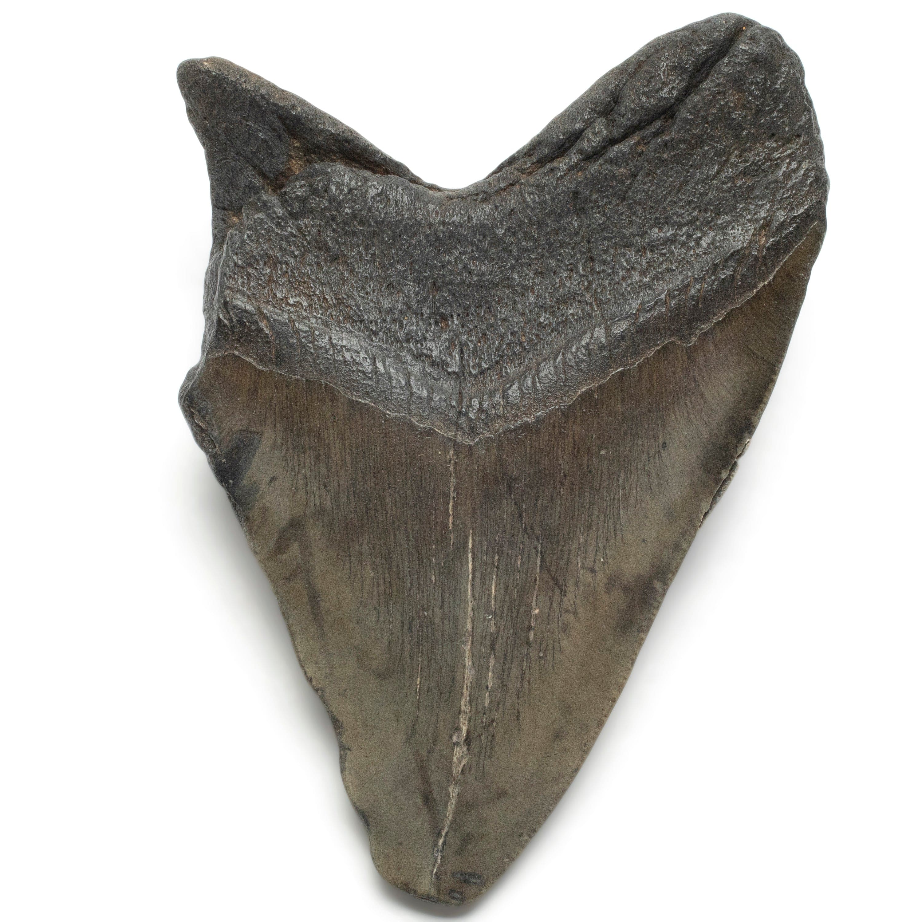 Kalifano Megalodon Teeth Megalodon Tooth from South Carolina - 5.2" ST2000.129