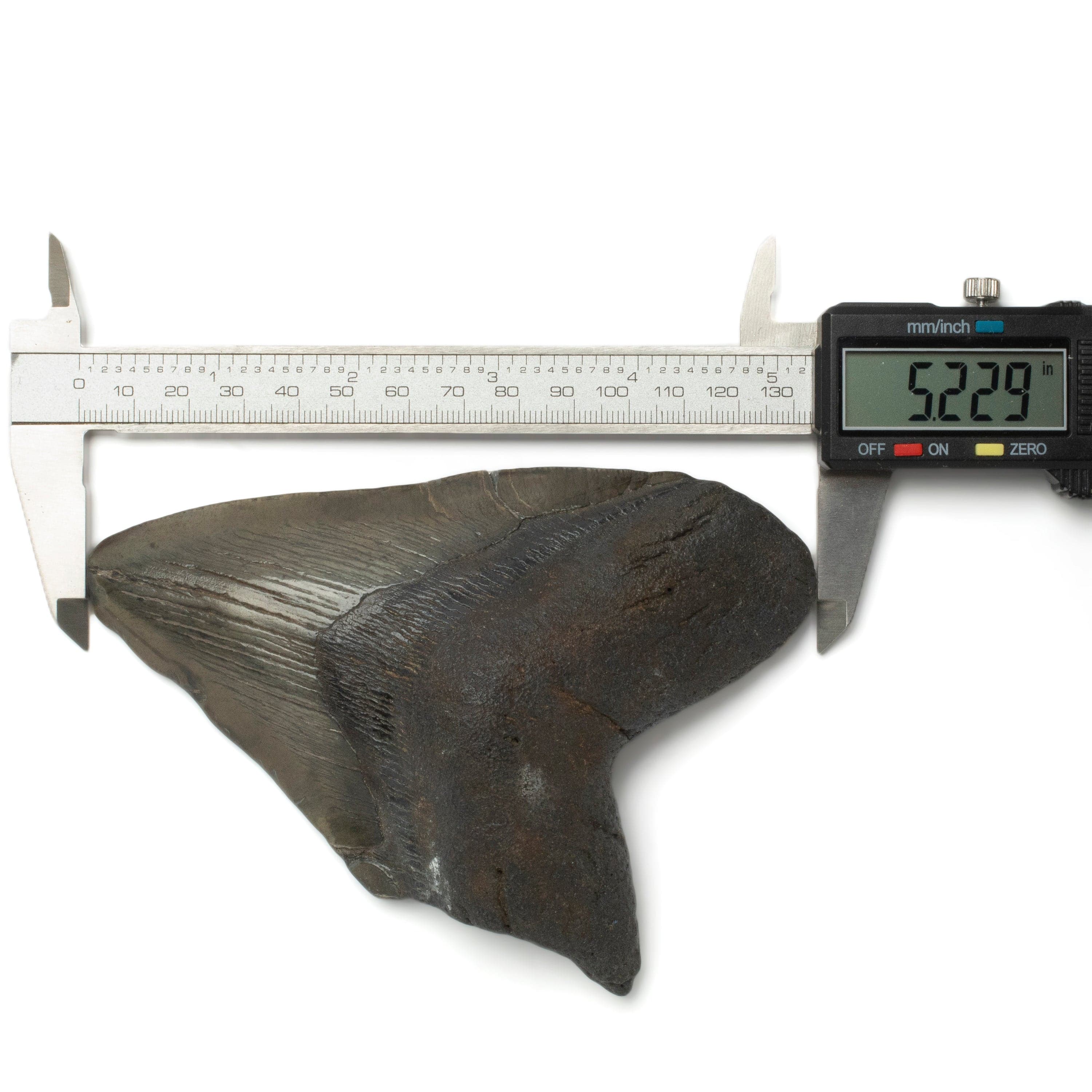 Kalifano Megalodon Teeth Megalodon Tooth from South Carolina - 5.2" ST2000.129