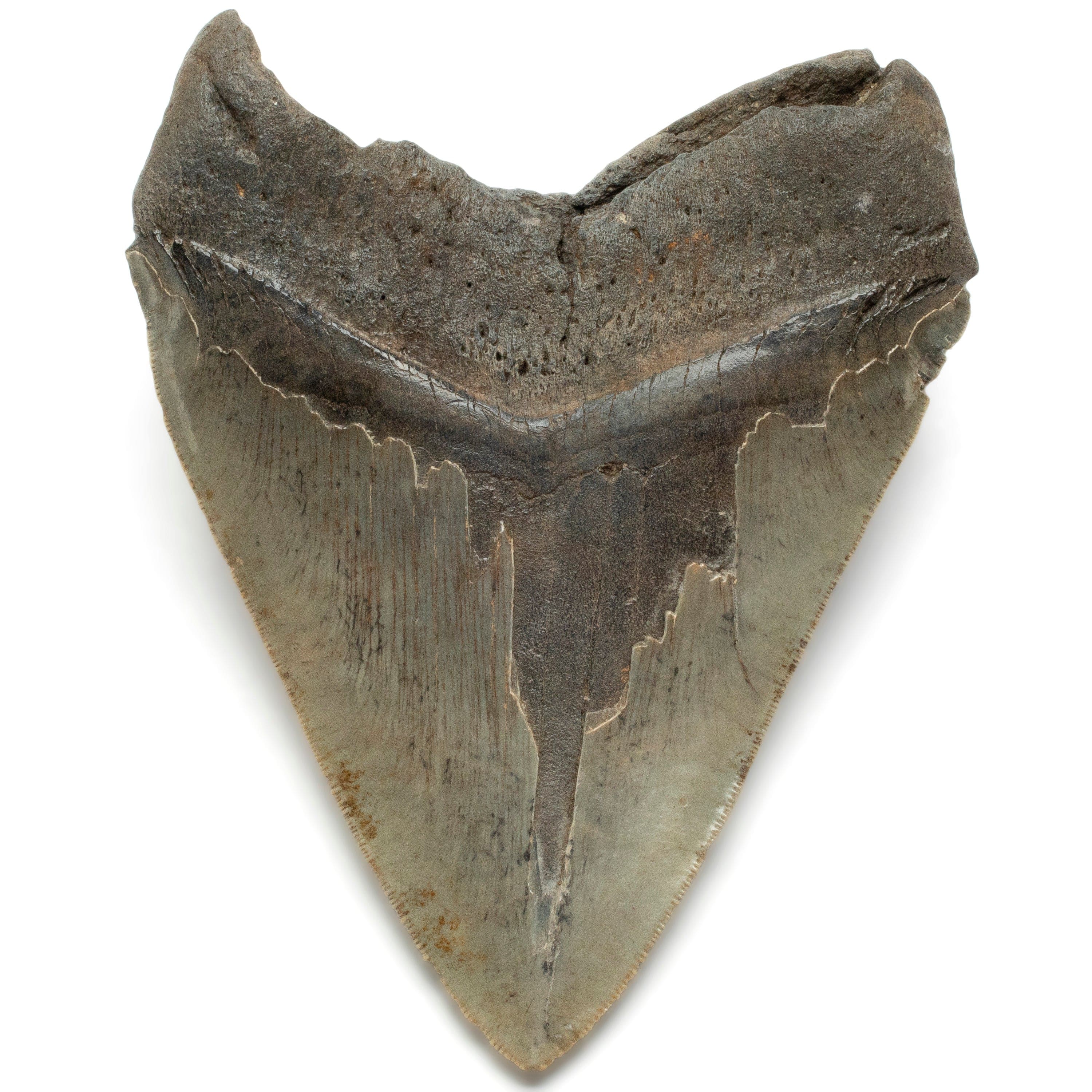 Kalifano Megalodon Teeth Megalodon Tooth from South Carolina - 5.2" ST2100.003