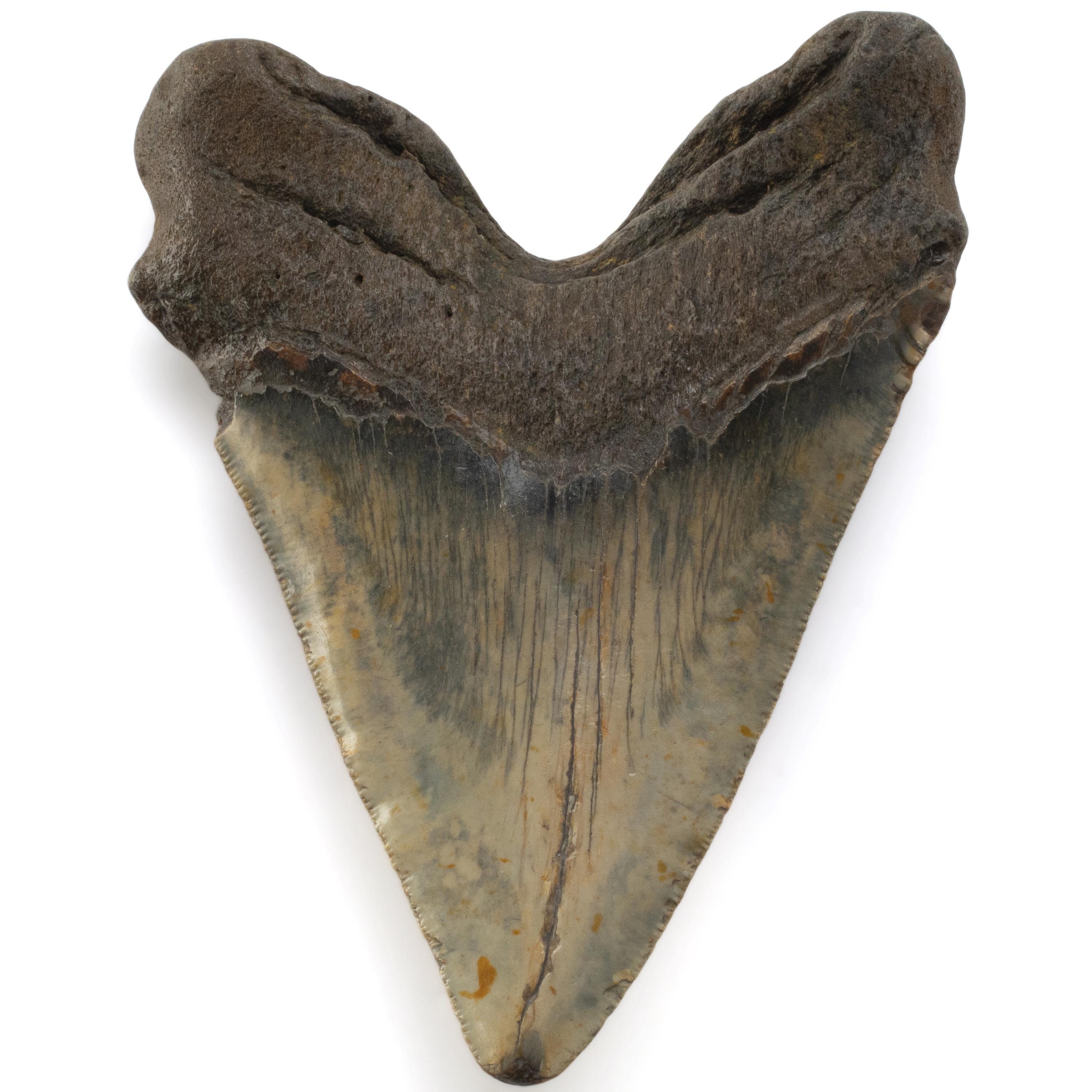 Kalifano Megalodon Teeth Megalodon Tooth from South Carolina - 5.2" ST3200.010