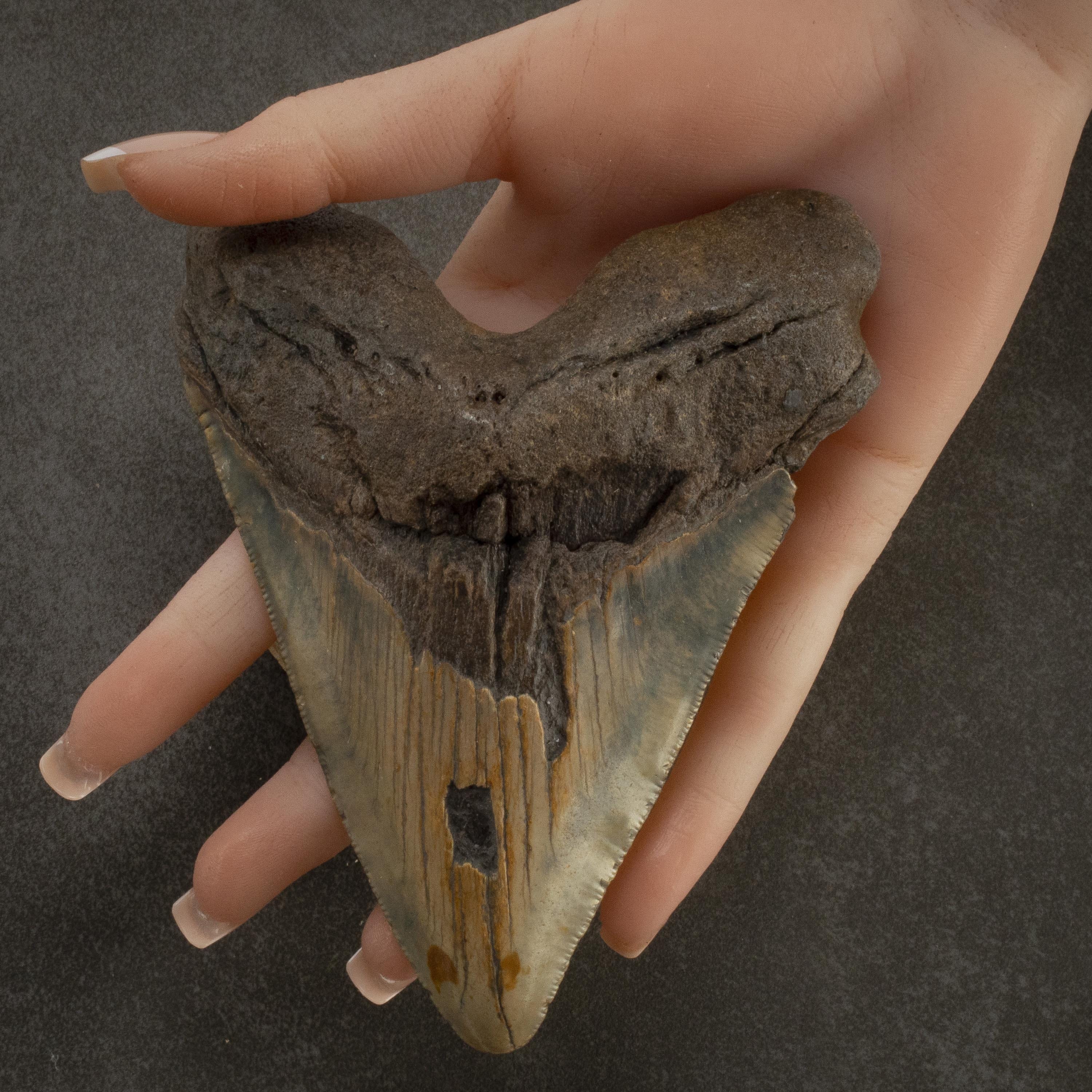 Kalifano Megalodon Teeth Megalodon Tooth from South Carolina - 5.2" ST3200.010