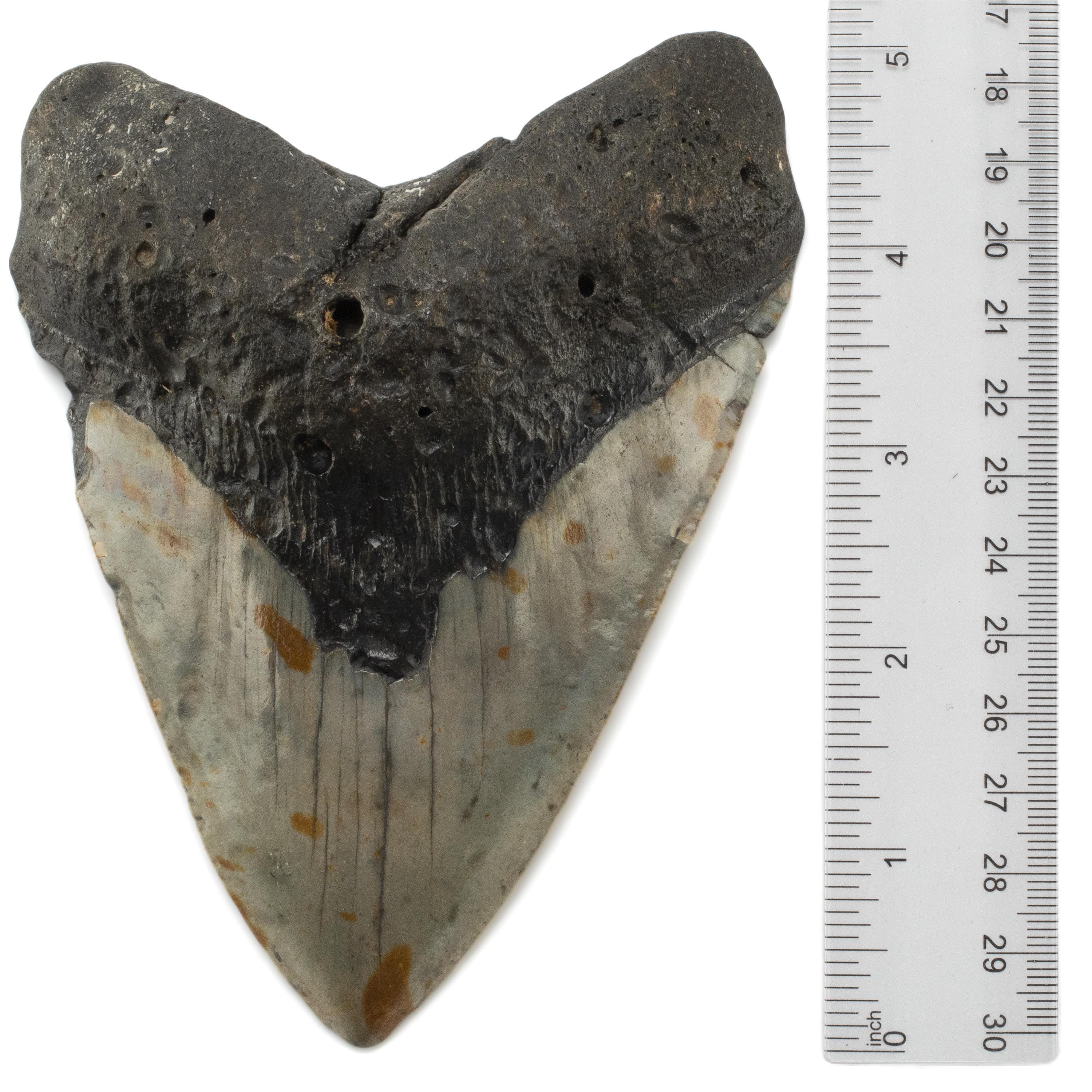 Kalifano Megalodon Teeth Megalodon Tooth from South Carolina - 5.2" ST3200.020