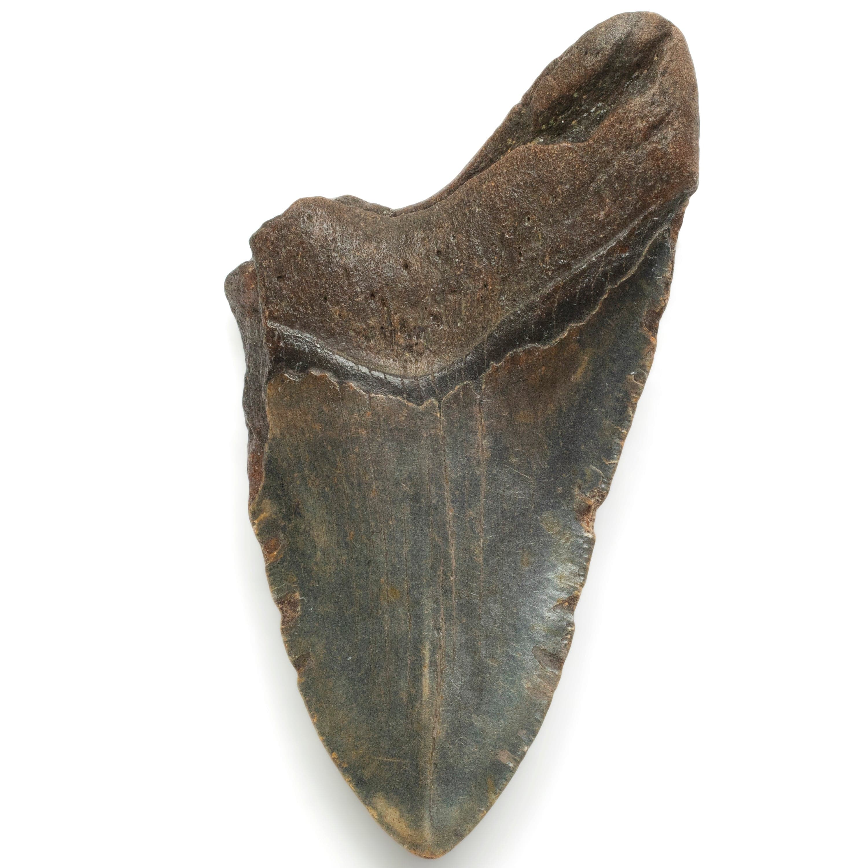 Kalifano Megalodon Teeth Megalodon Tooth from South Carolina - 5.3" ST1400.071