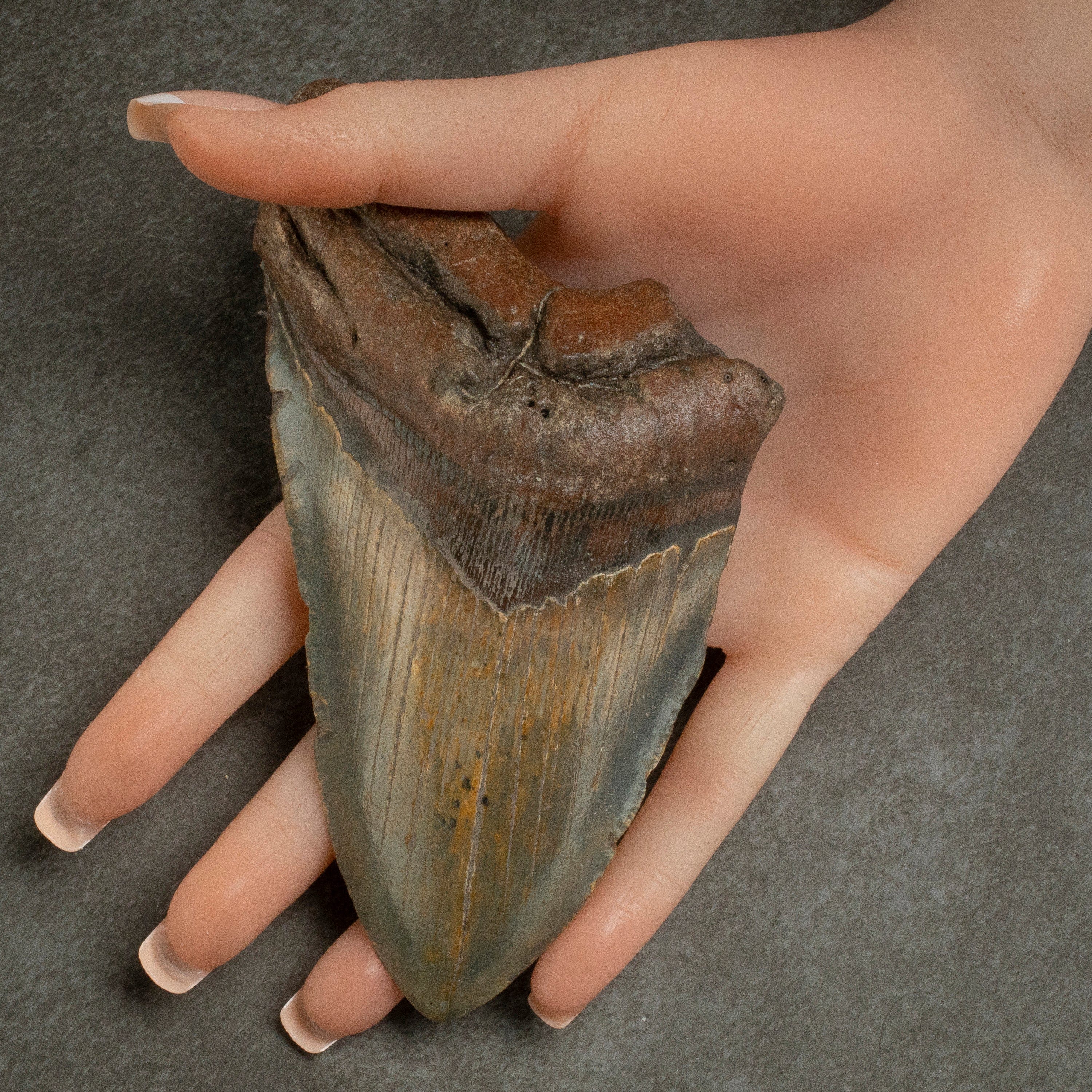 Kalifano Megalodon Teeth Megalodon Tooth from South Carolina - 5.3" ST1400.071