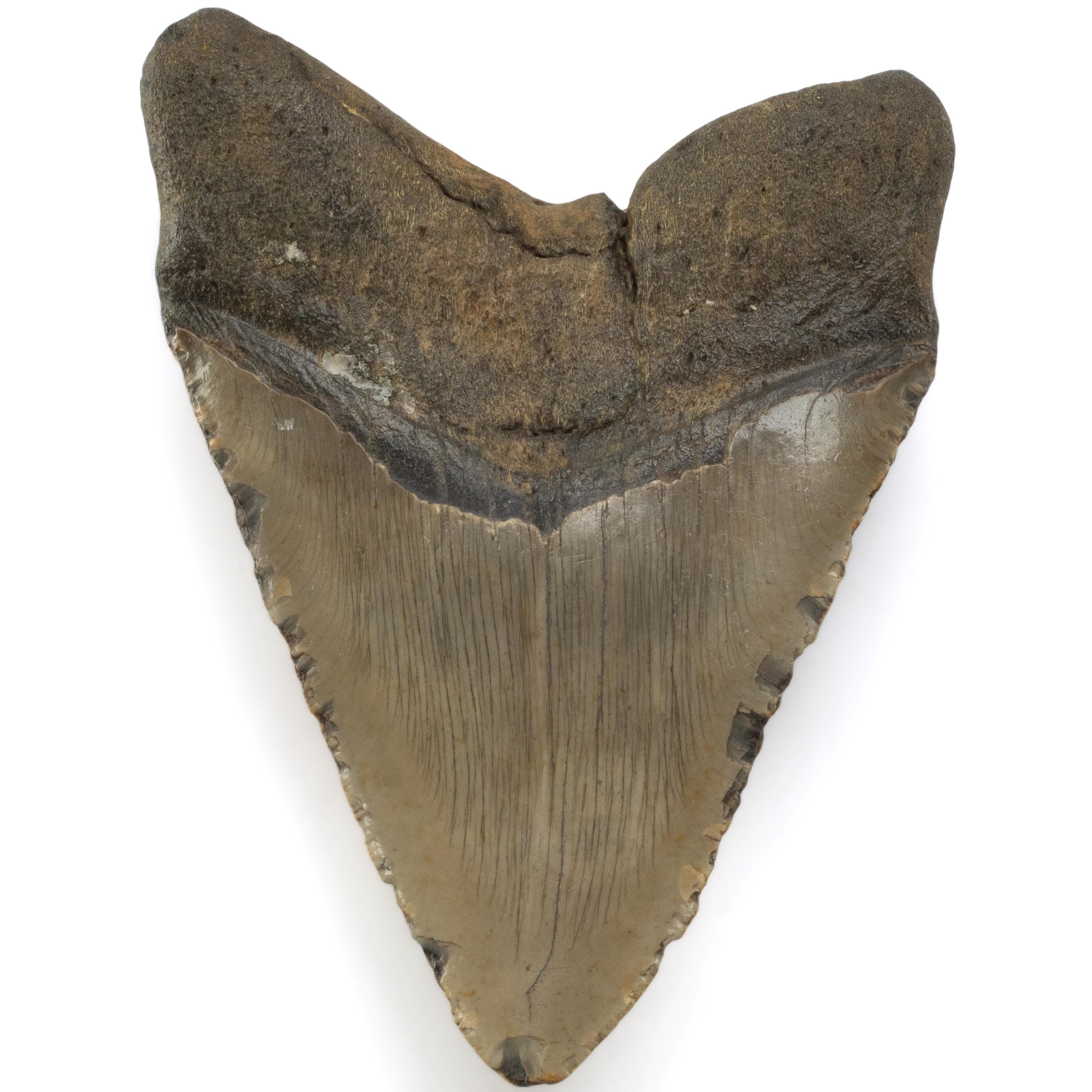 Kalifano Megalodon Teeth Megalodon Tooth from South Carolina - 5.3" ST3200.017