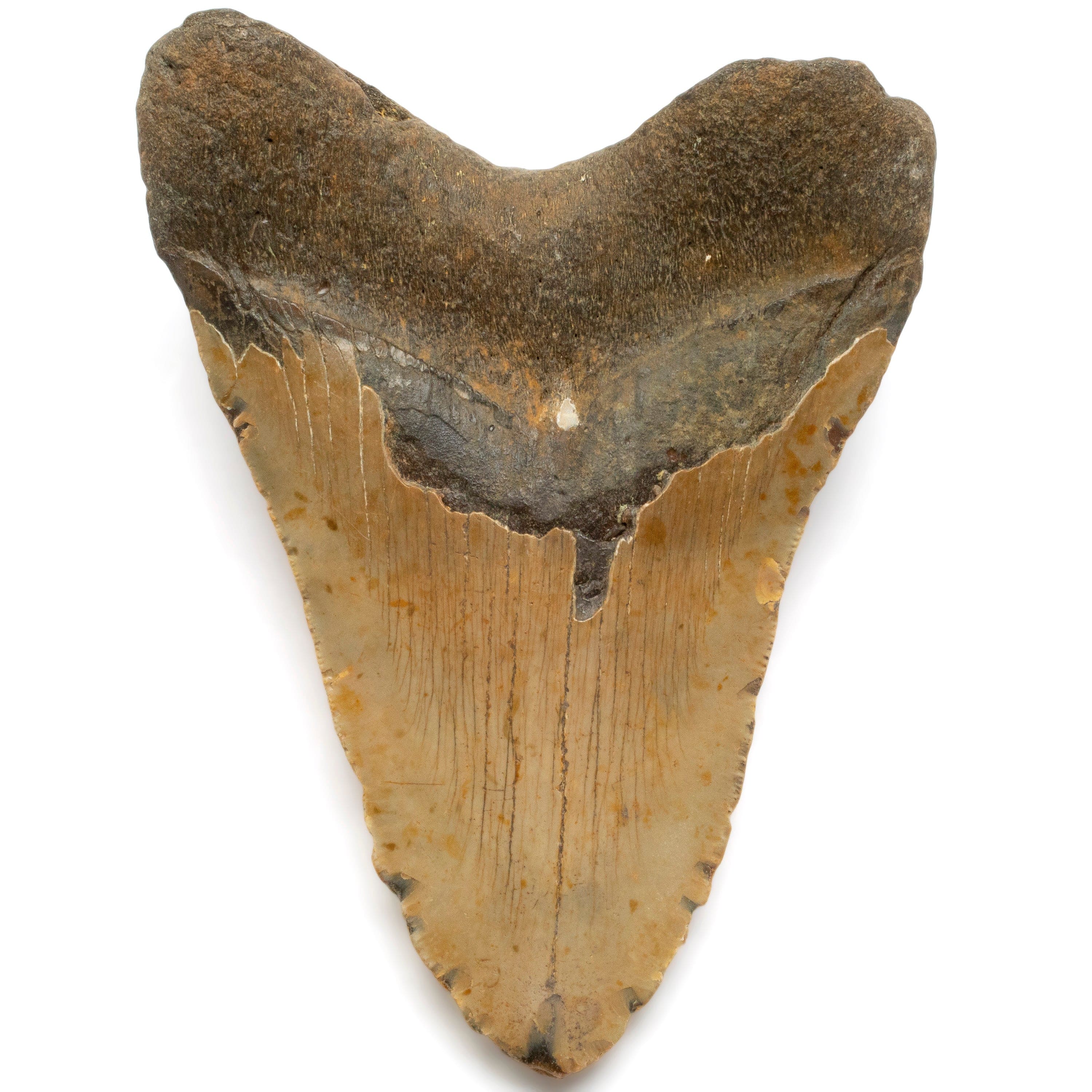 Kalifano Megalodon Teeth Megalodon Tooth from South Carolina - 5.4" ST2000.132