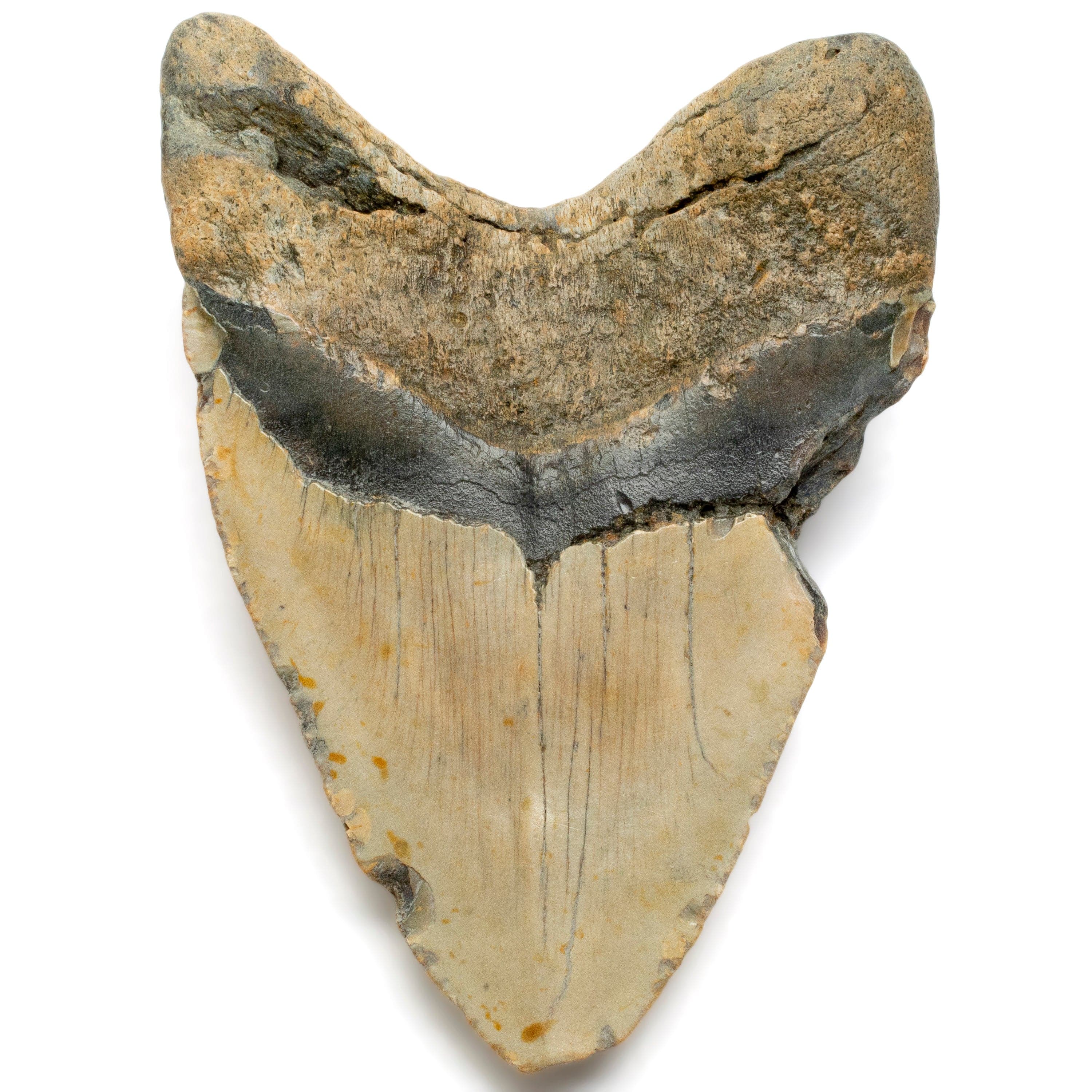 Kalifano Megalodon Teeth Megalodon Tooth from South Carolina - 5.4" ST2600.008