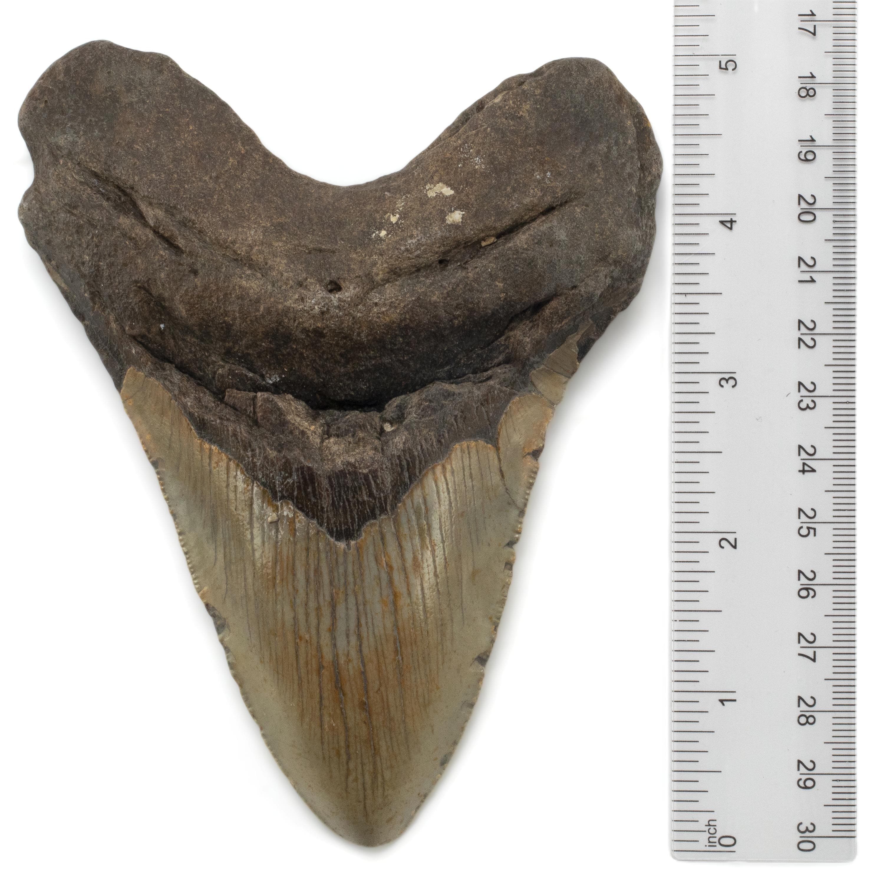 Kalifano Megalodon Teeth Megalodon Tooth from South Carolina - 5.4" ST3200.021