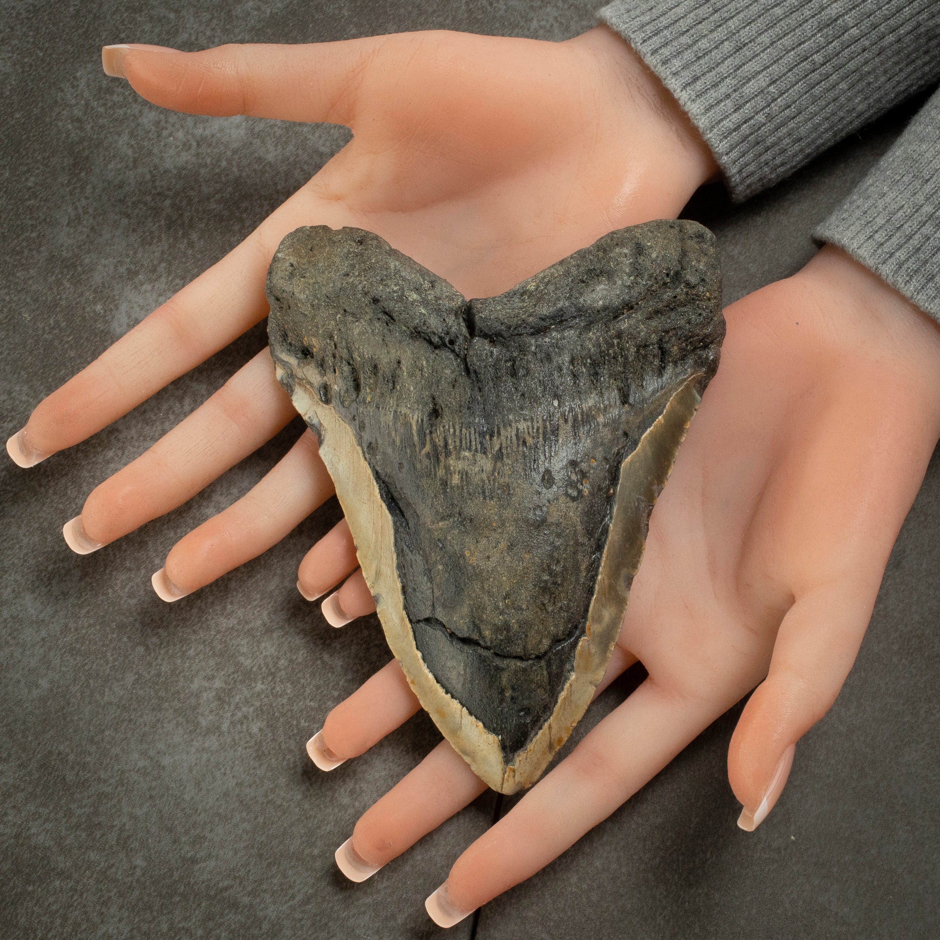 Kalifano Megalodon Teeth Megalodon Tooth from South Carolina - 5.6" ST2200.002