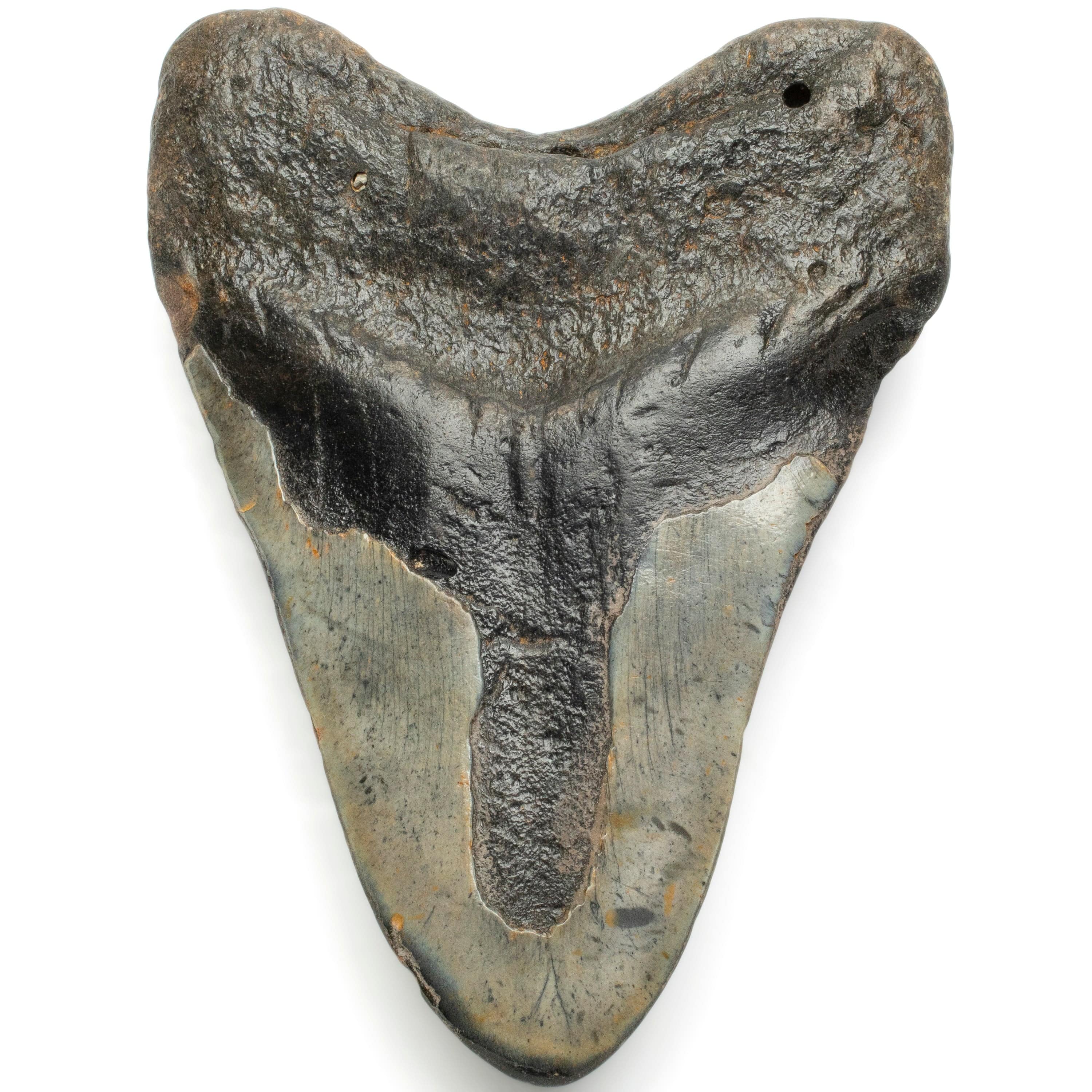 Kalifano Megalodon Teeth Megalodon Tooth from South Carolina - 5.6" ST2300.002