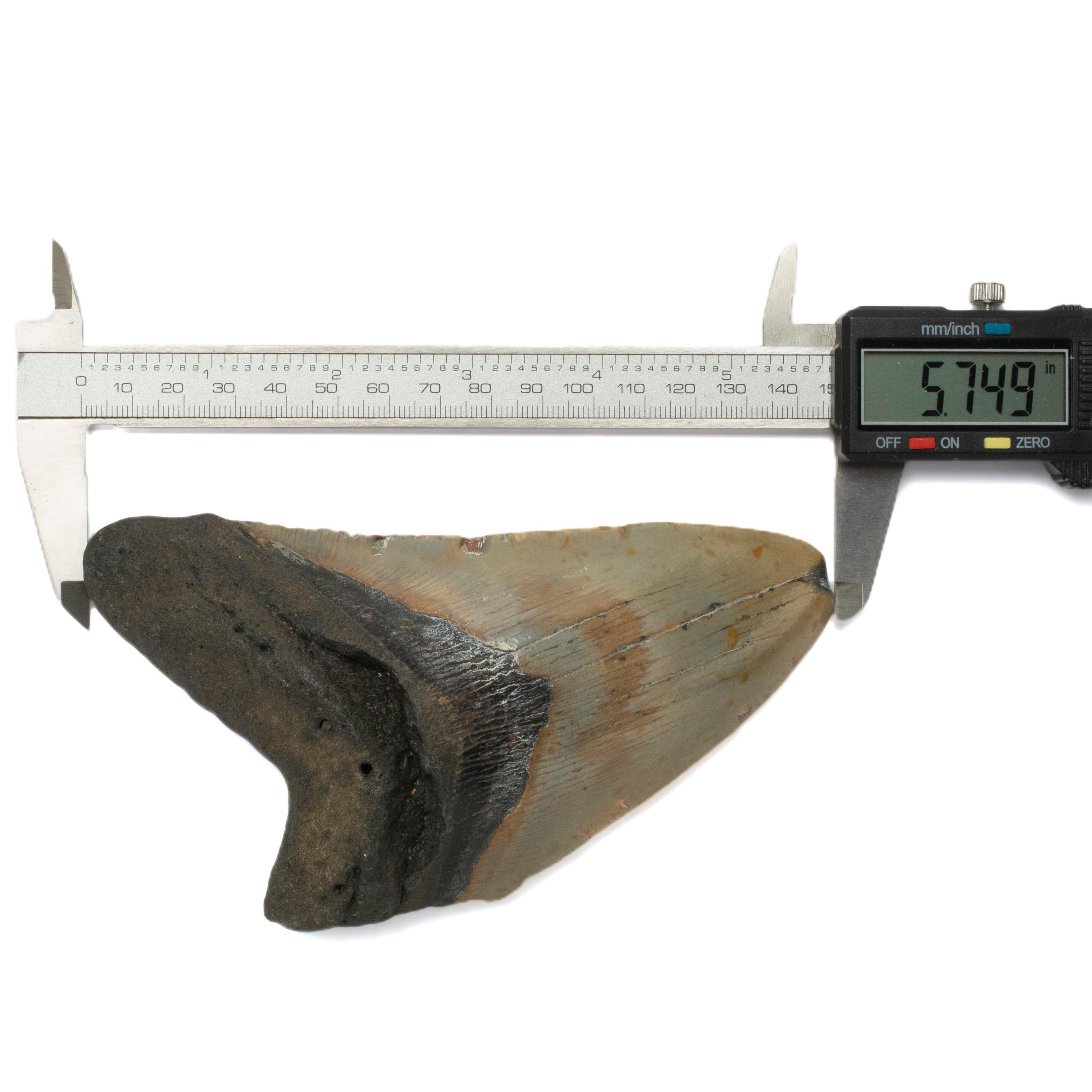 Kalifano Megalodon Teeth Megalodon Tooth from South Carolina - 5.7" ST2200.001