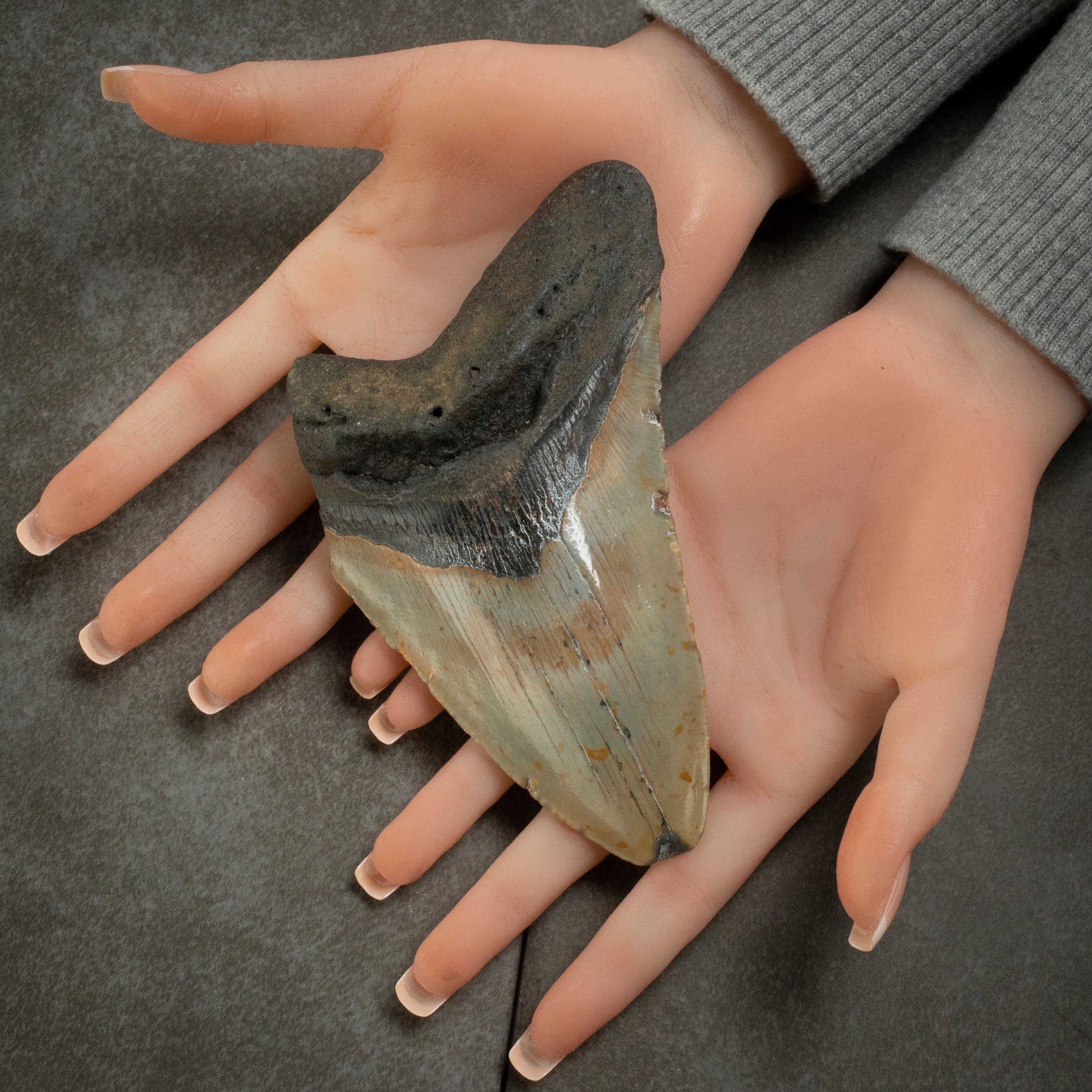 Kalifano Megalodon Teeth Megalodon Tooth from South Carolina - 5.7" ST2200.001