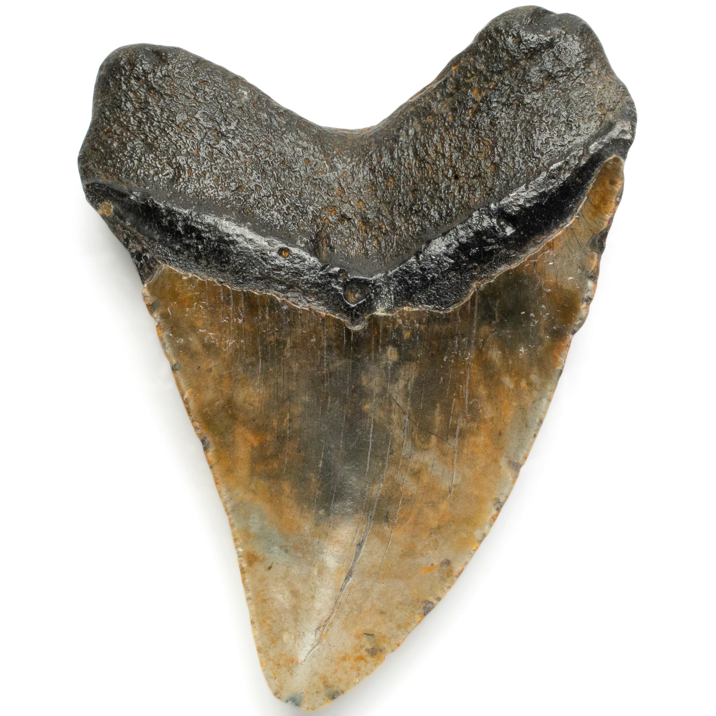 Kalifano Megalodon Teeth Megalodon Tooth from South Carolina - 5" ST1400.072
