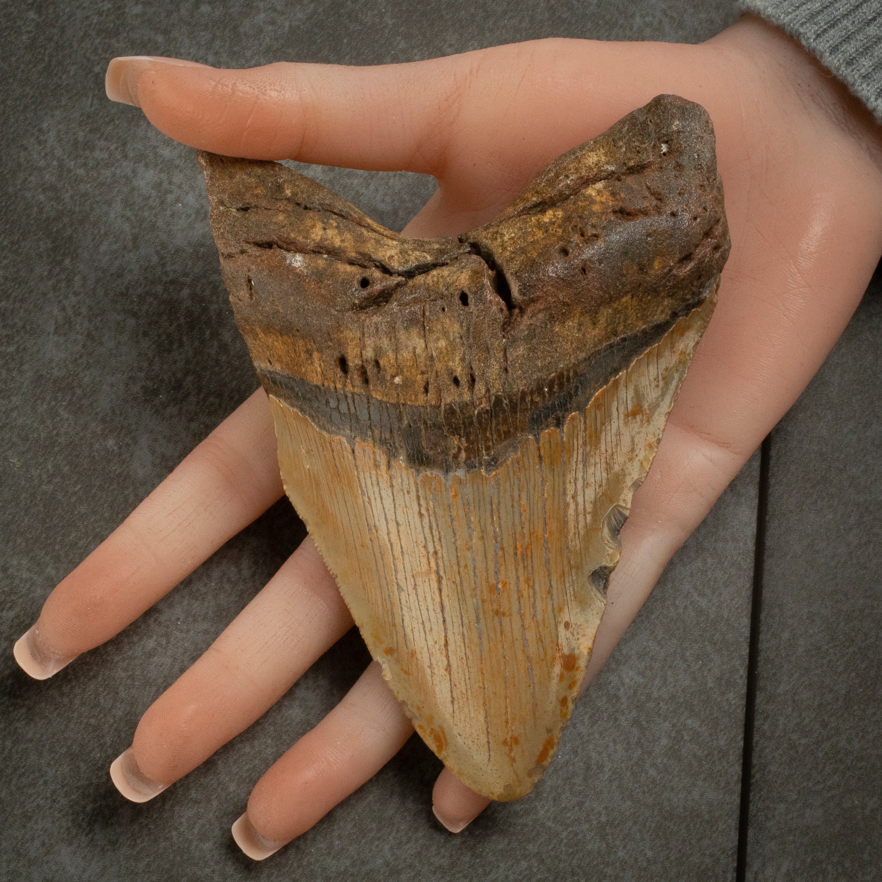 Kalifano Megalodon Teeth Megalodon Tooth from South Carolina - 5" ST2000.130