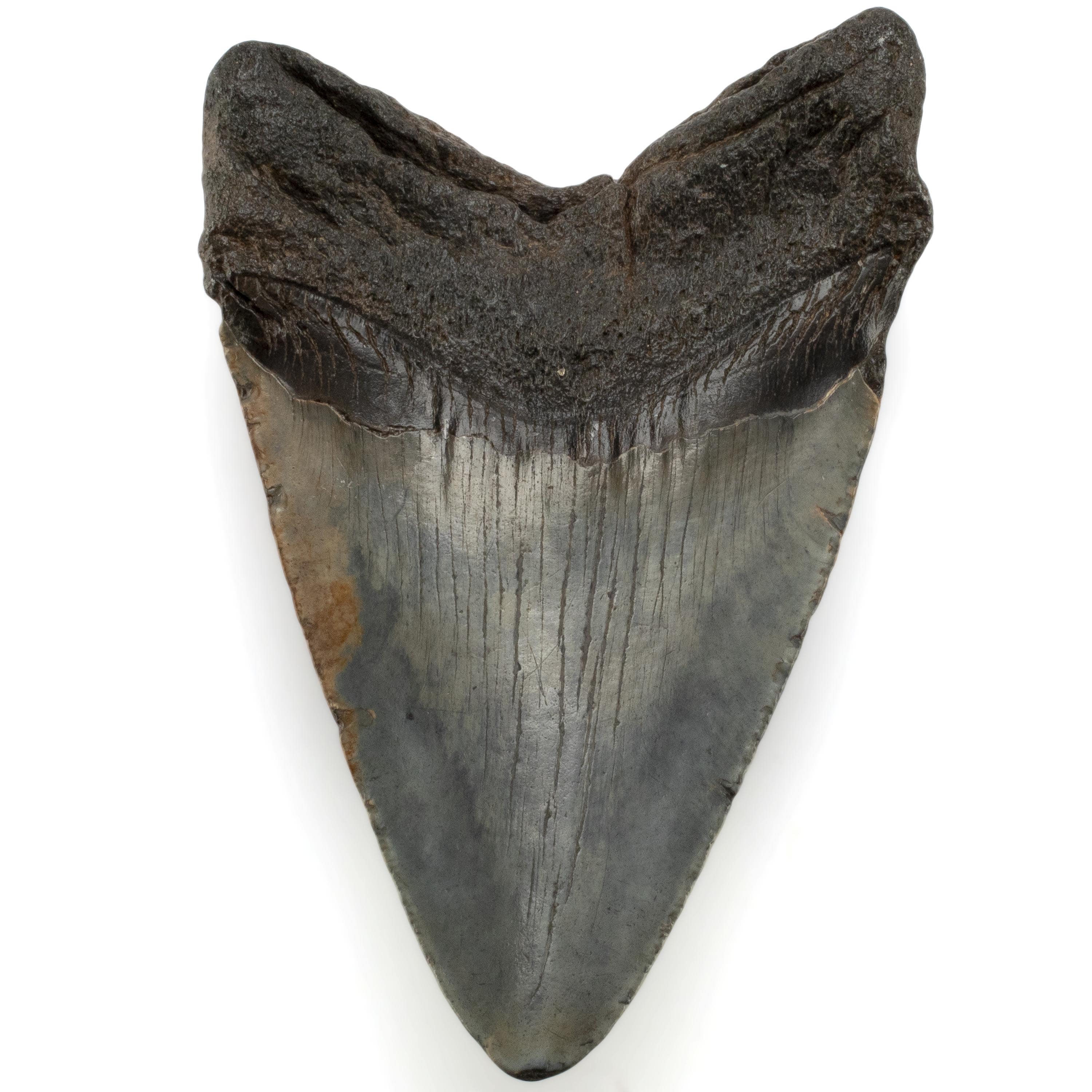 Kalifano Megalodon Teeth Megalodon Tooth from South Carolina - 5" ST3200.001