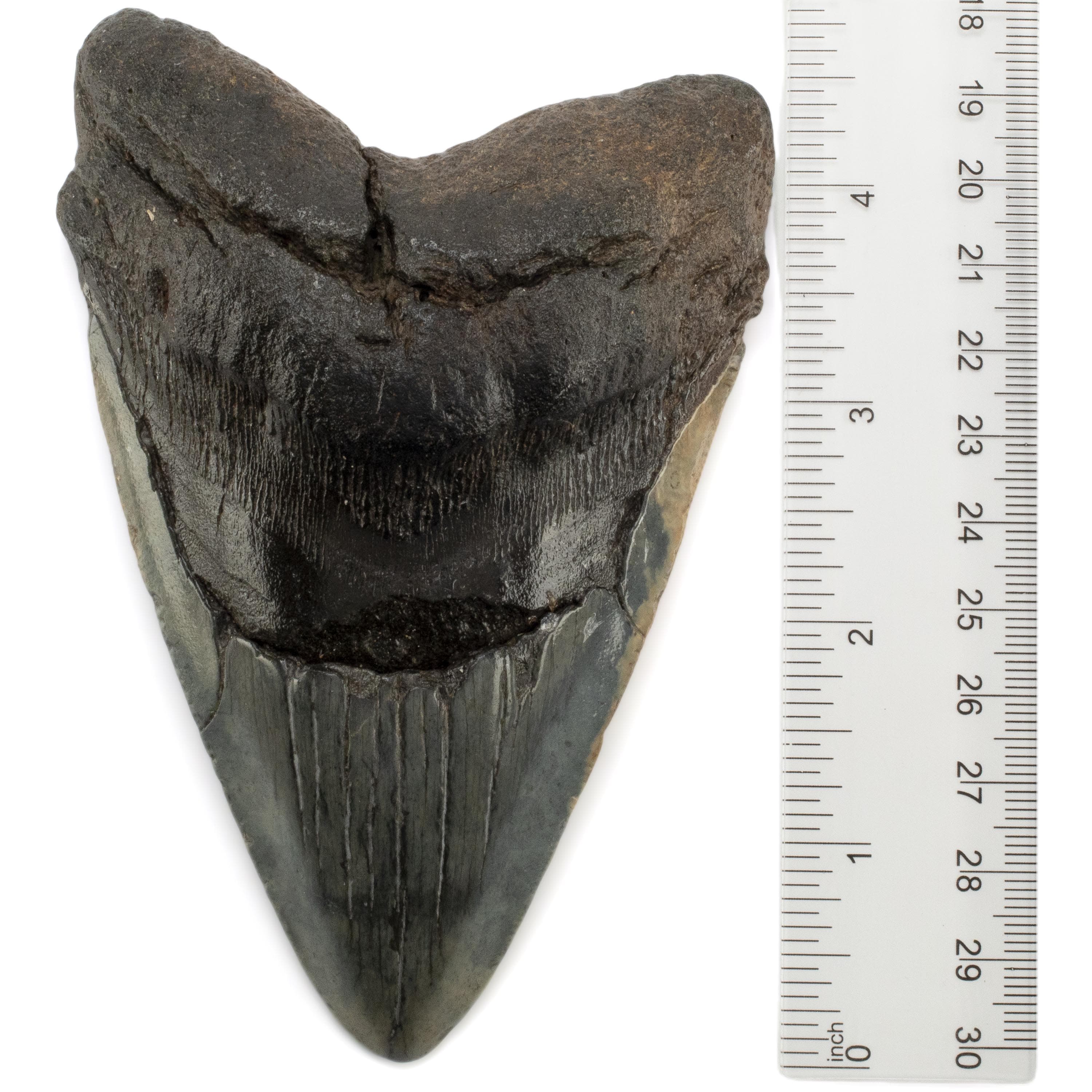 Kalifano Megalodon Teeth Megalodon Tooth from South Carolina - 5" ST3200.001