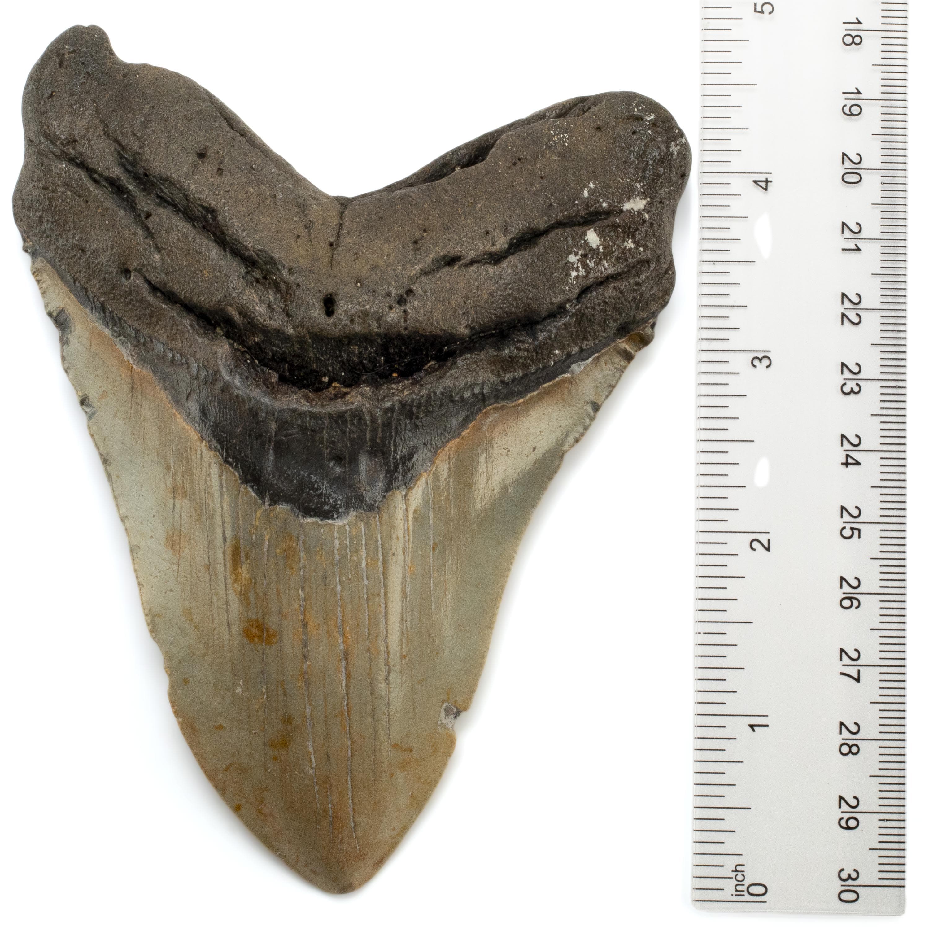 Kalifano Megalodon Teeth Megalodon Tooth from South Carolina - 5" ST3200.002