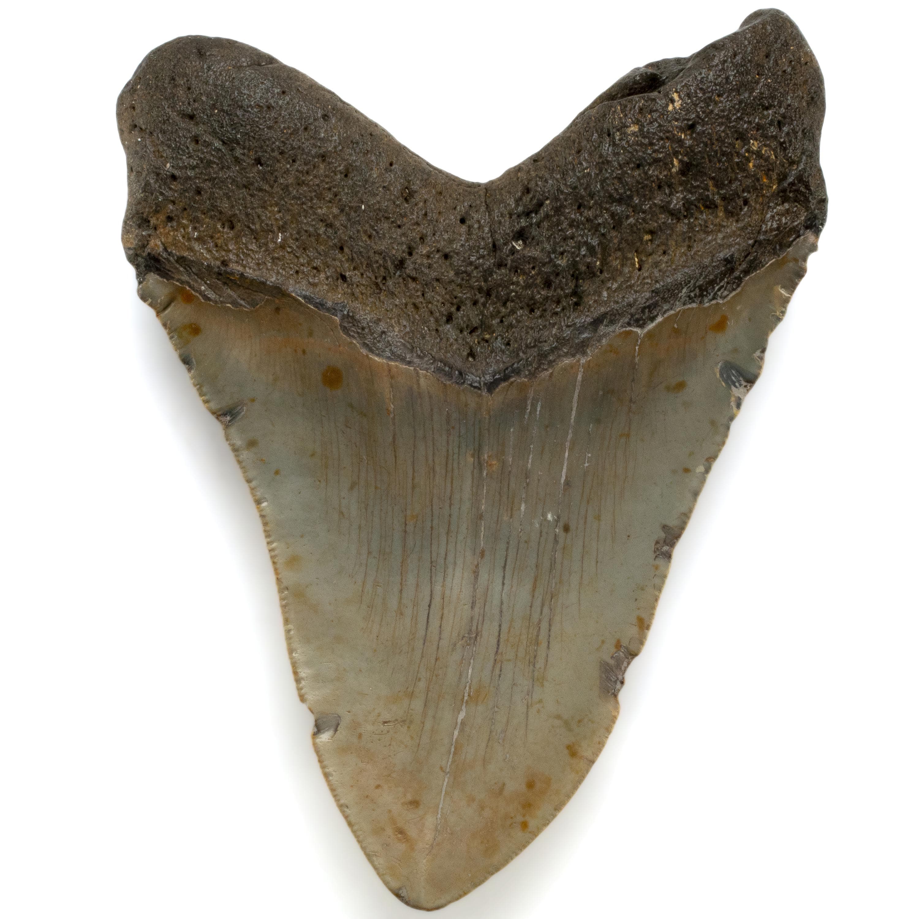Kalifano Megalodon Teeth Megalodon Tooth from South Carolina - 5" ST3200.002