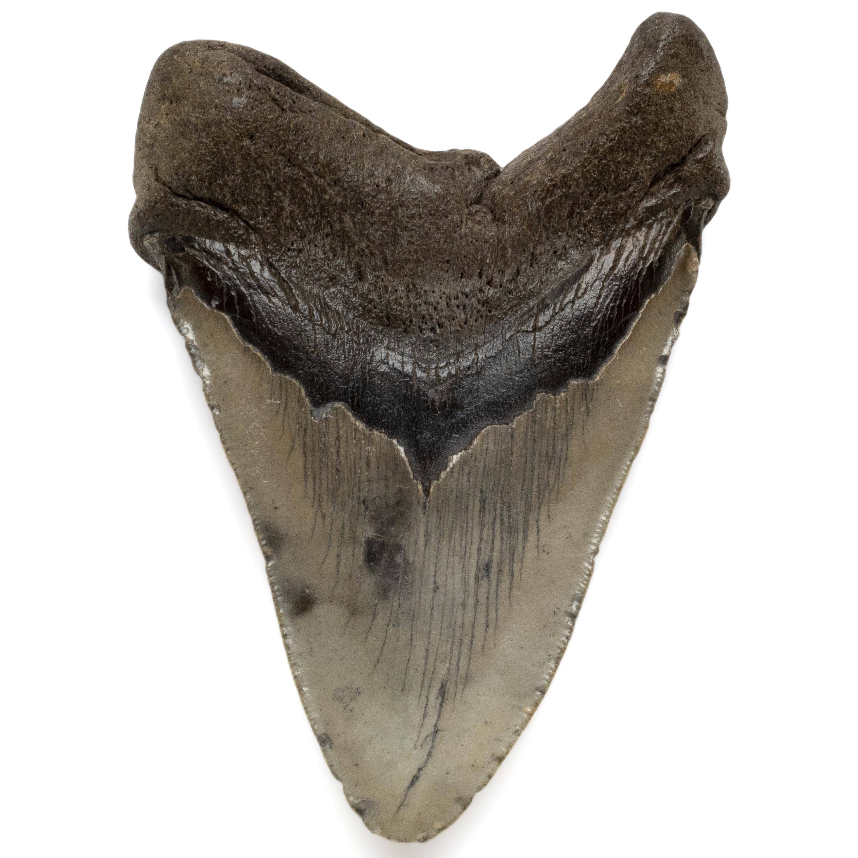 Kalifano Megalodon Teeth Megalodon Tooth from South Carolina - 5" ST3200.005