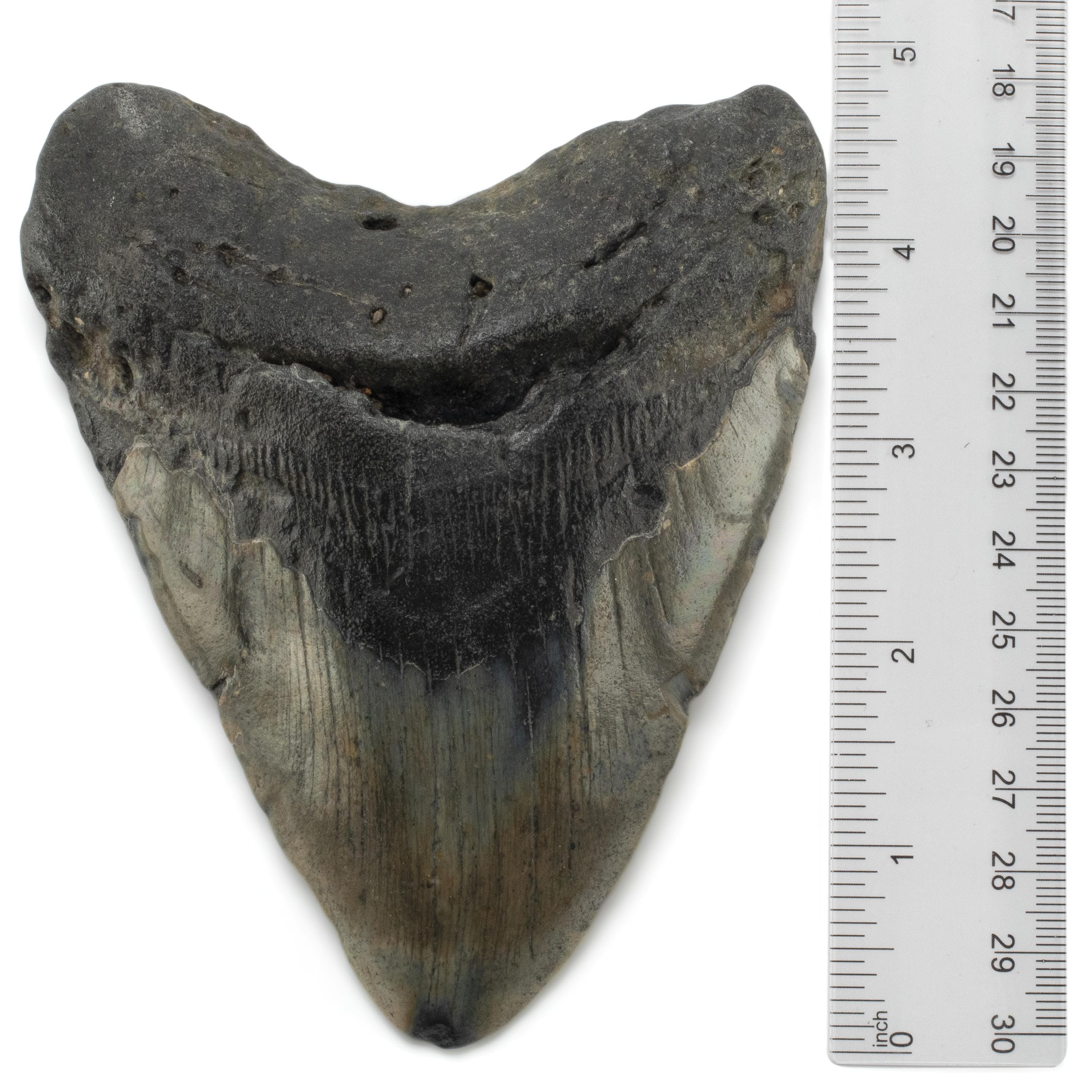 Kalifano Megalodon Teeth Megalodon Tooth from South Carolina - 5" ST3200.013