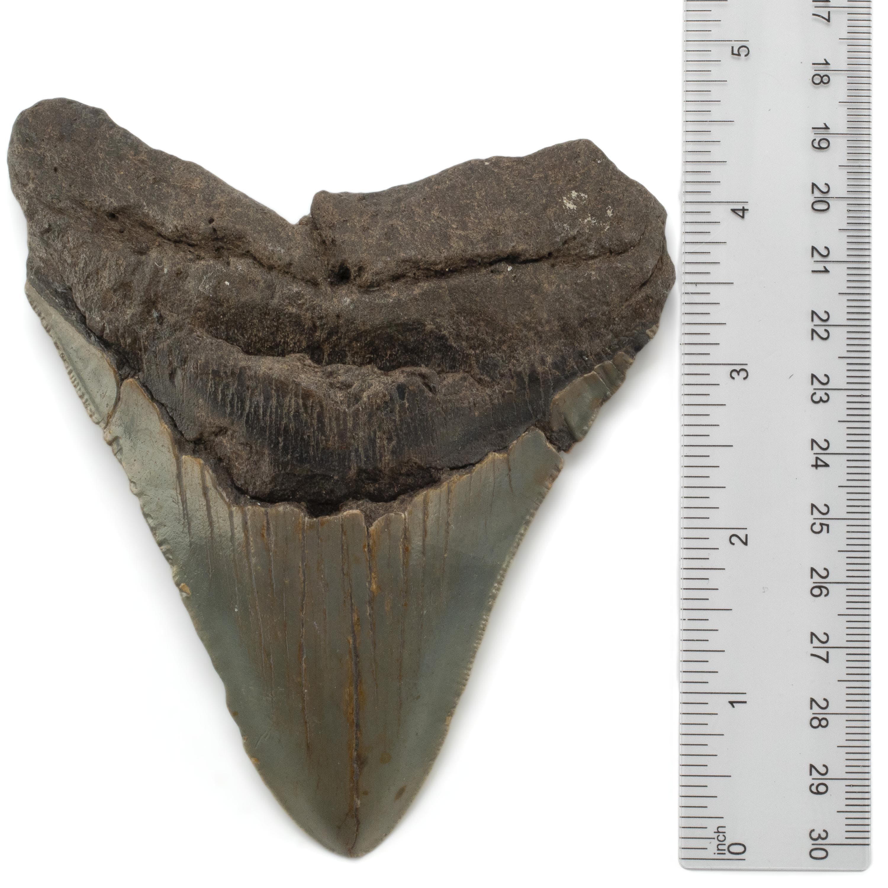 Kalifano Megalodon Teeth Megalodon Tooth from South Carolina - 5" ST3200.015