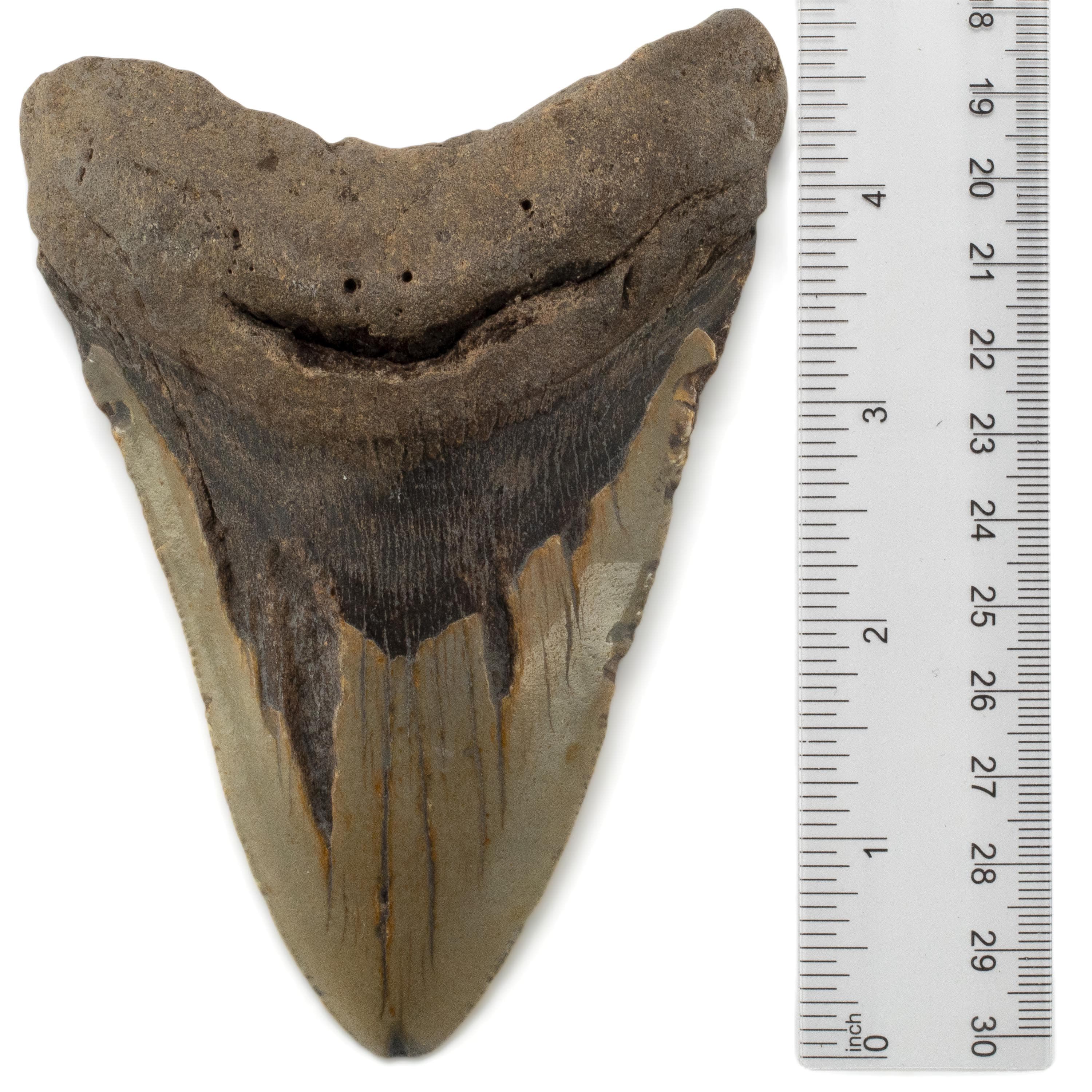 Kalifano Megalodon Teeth Megalodon Tooth from South Carolina - 5" ST3200.026