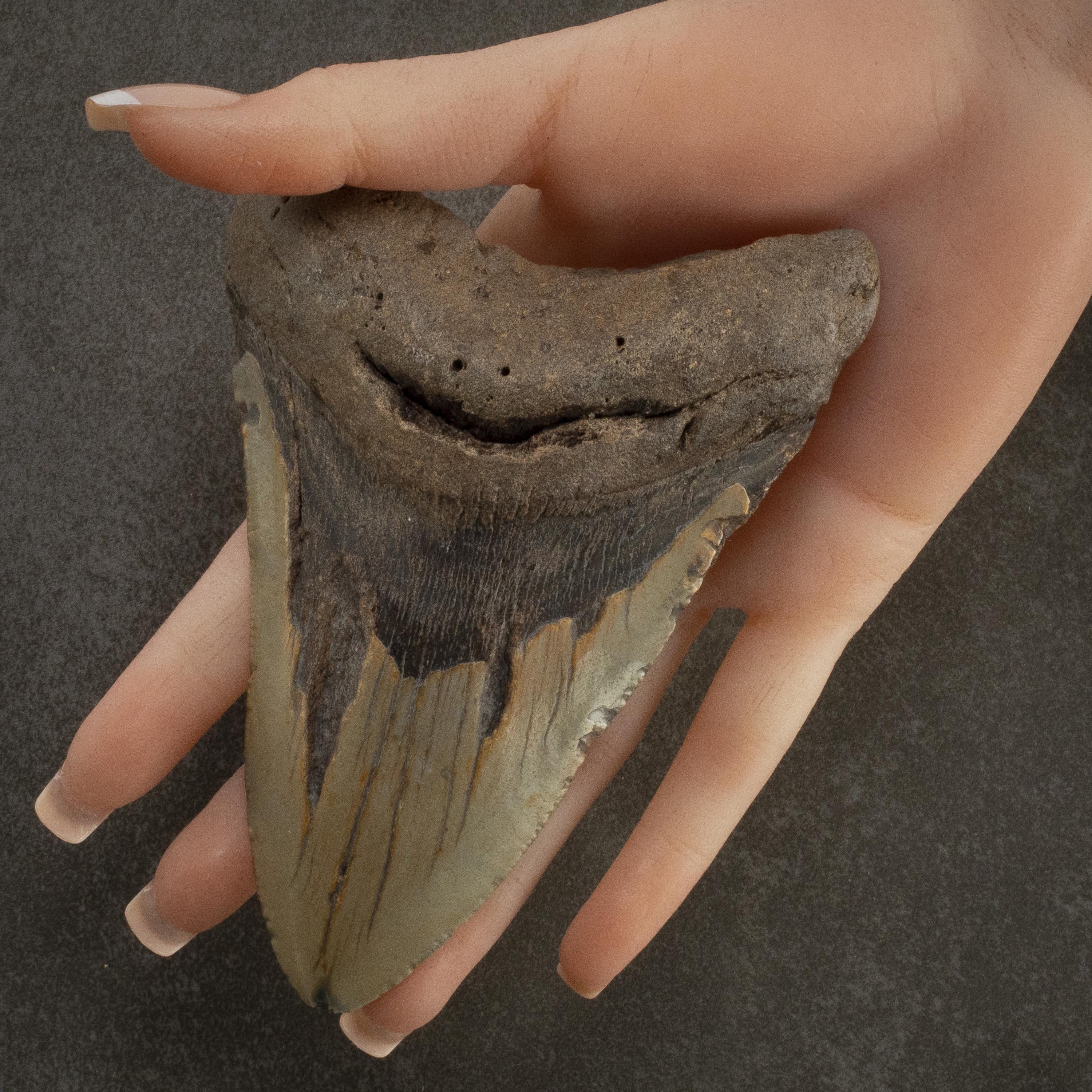 Kalifano Megalodon Teeth Megalodon Tooth from South Carolina - 5" ST3200.026