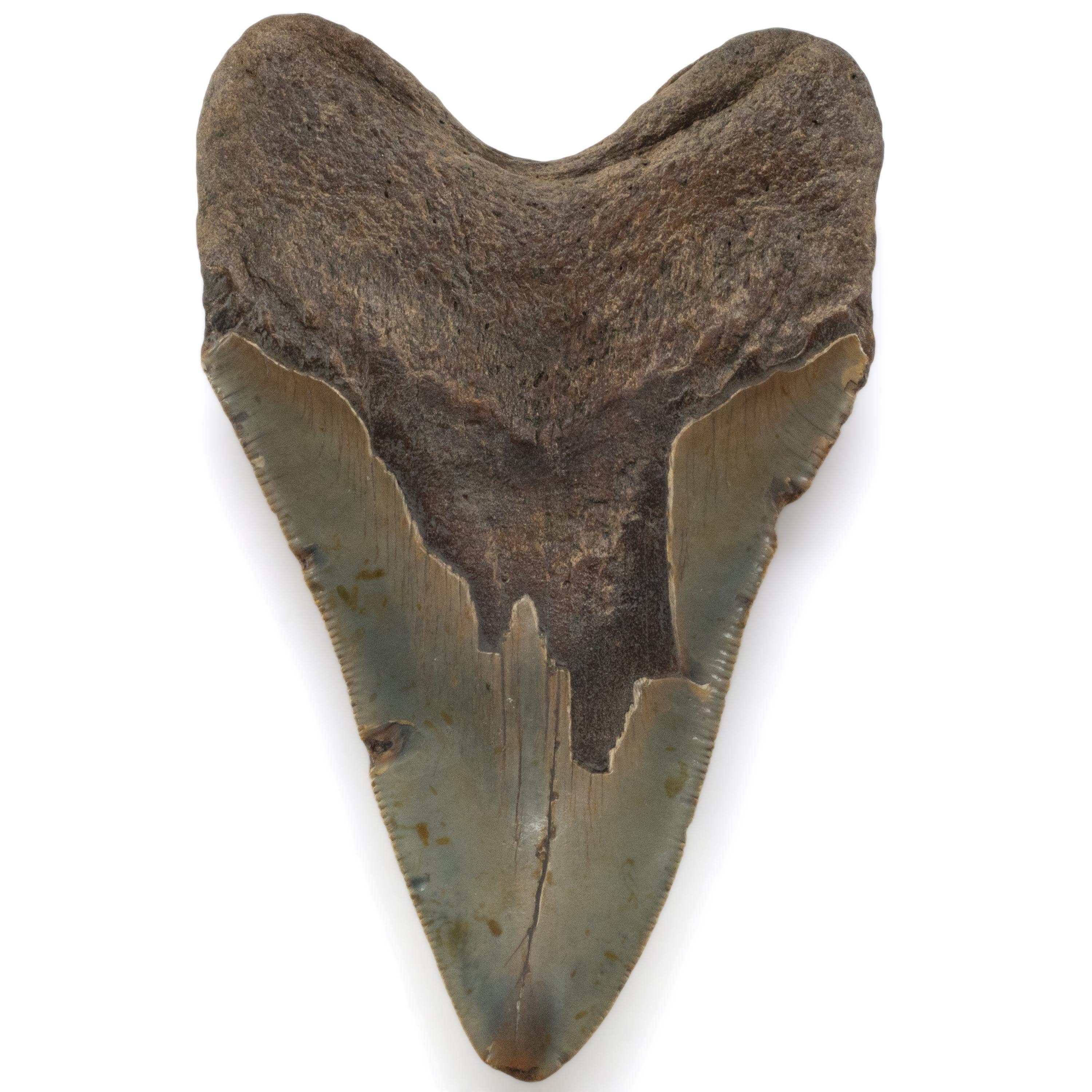 Kalifano Megalodon Teeth Megalodon Tooth from South Carolina - 5" ST3200.029